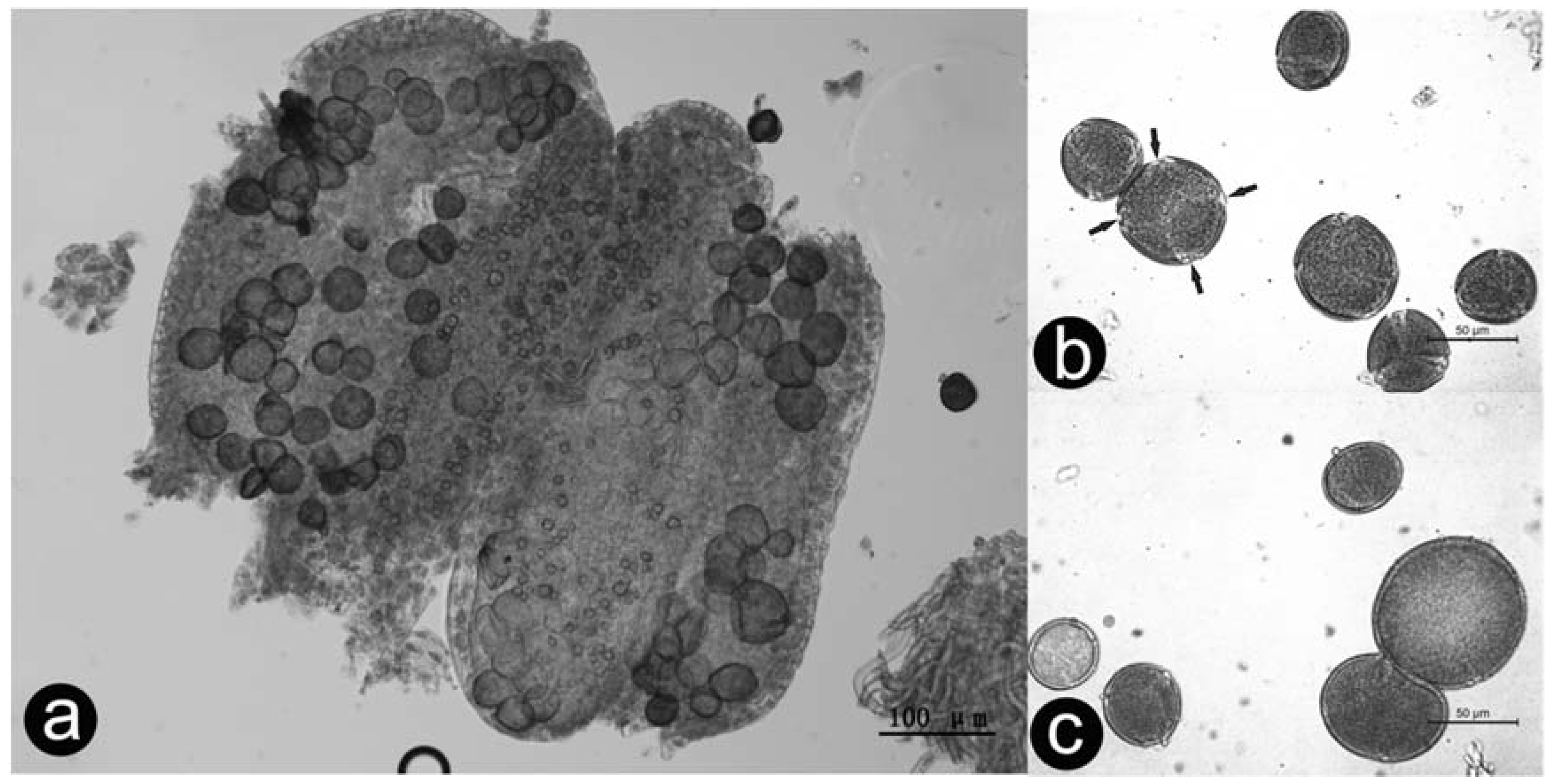 Forests 08 00152 g007