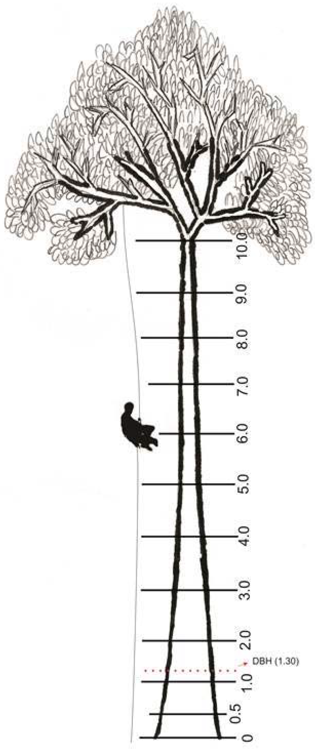 Forests 08 00154 g002 550