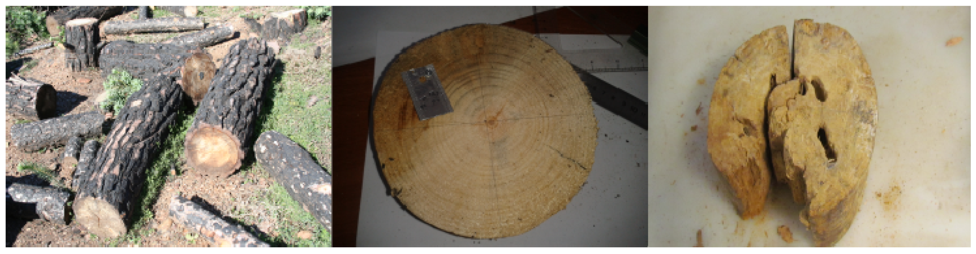 Forests 08 00158 g001