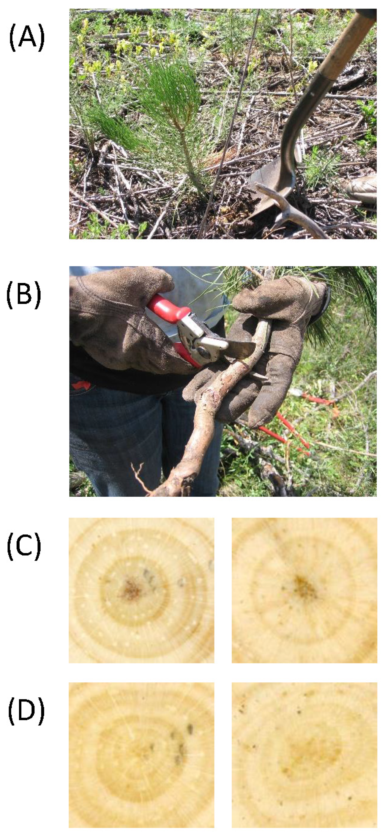 Forests 08 00159 g002