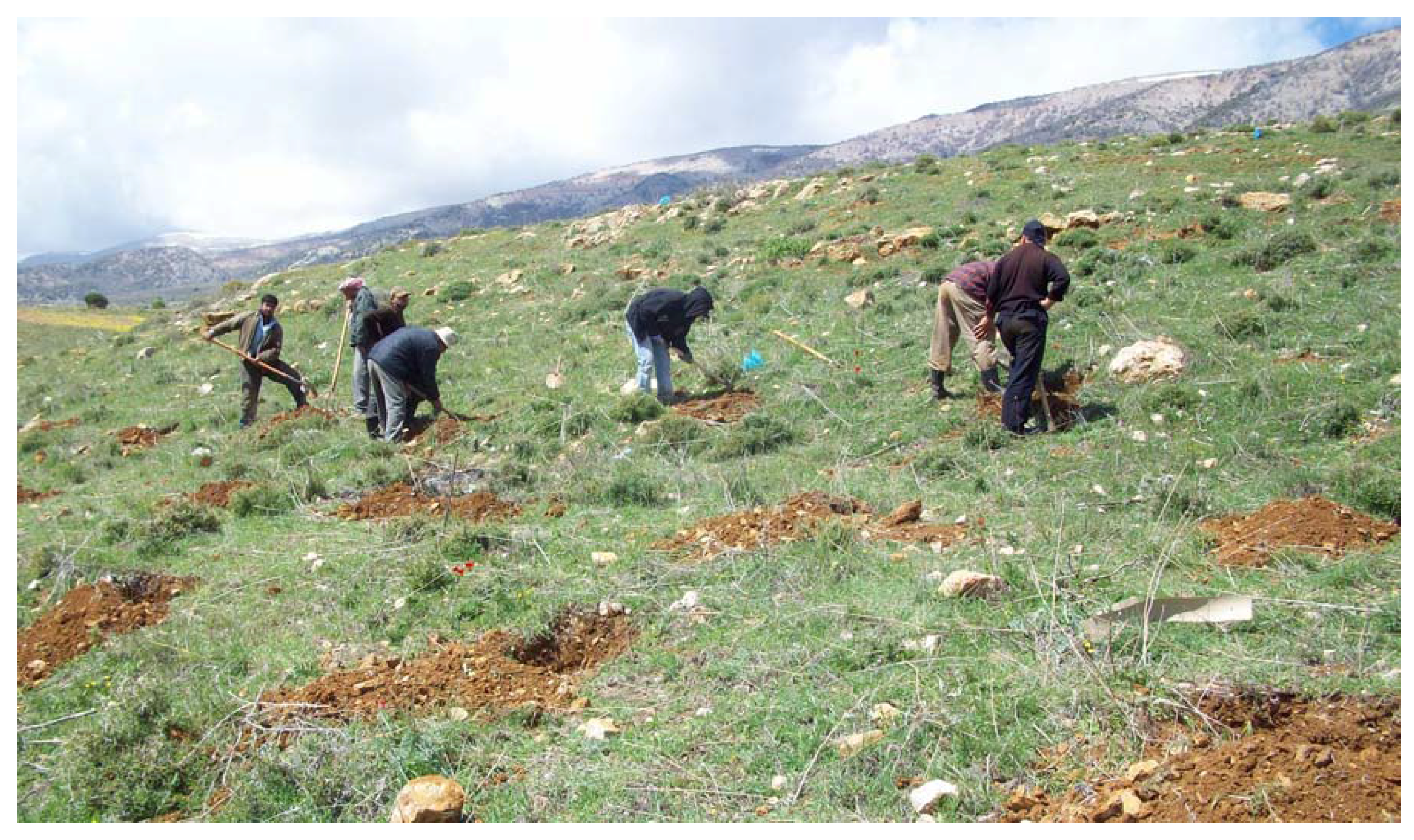 Forests 08 00169 g003 550