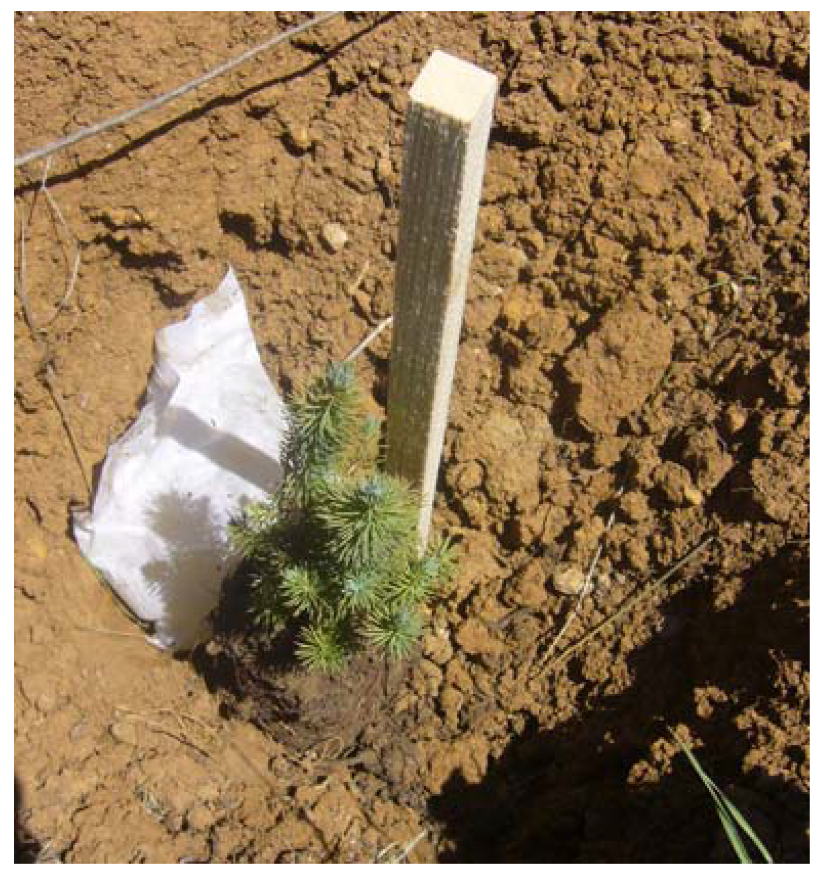 Forests 08 00169 g004 550