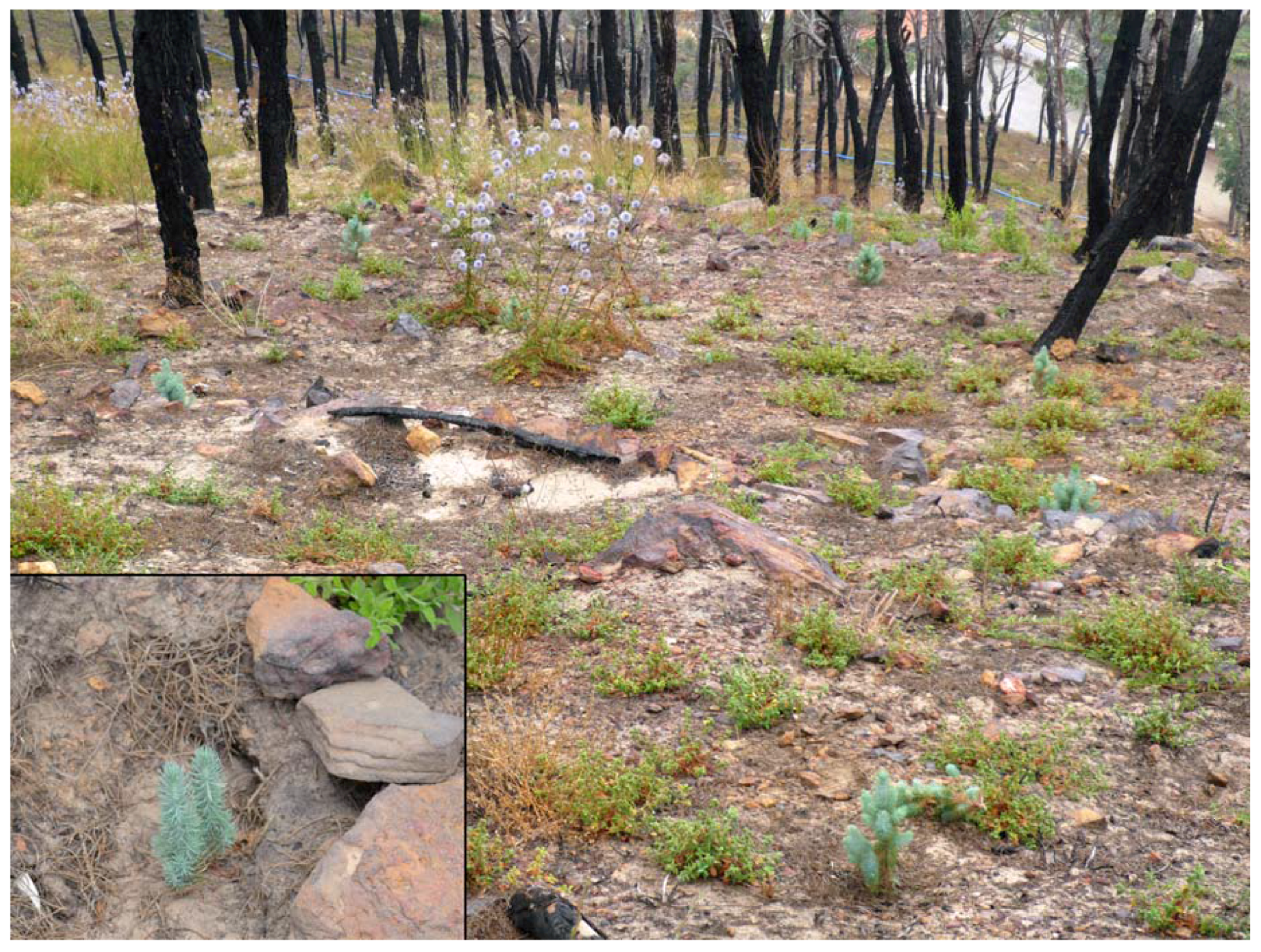 Forests 08 00169 g009 550