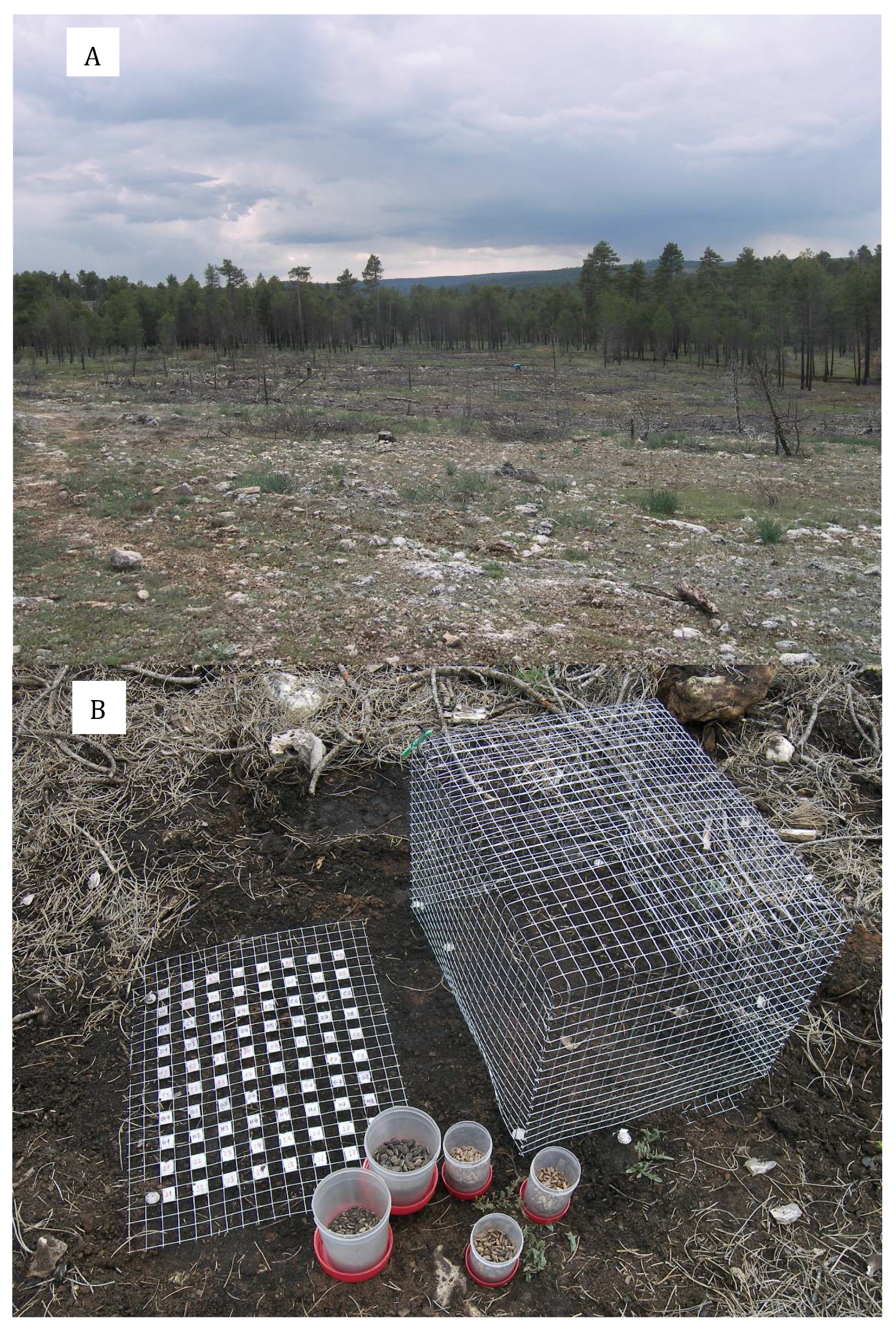 Forests 08 00185 g001