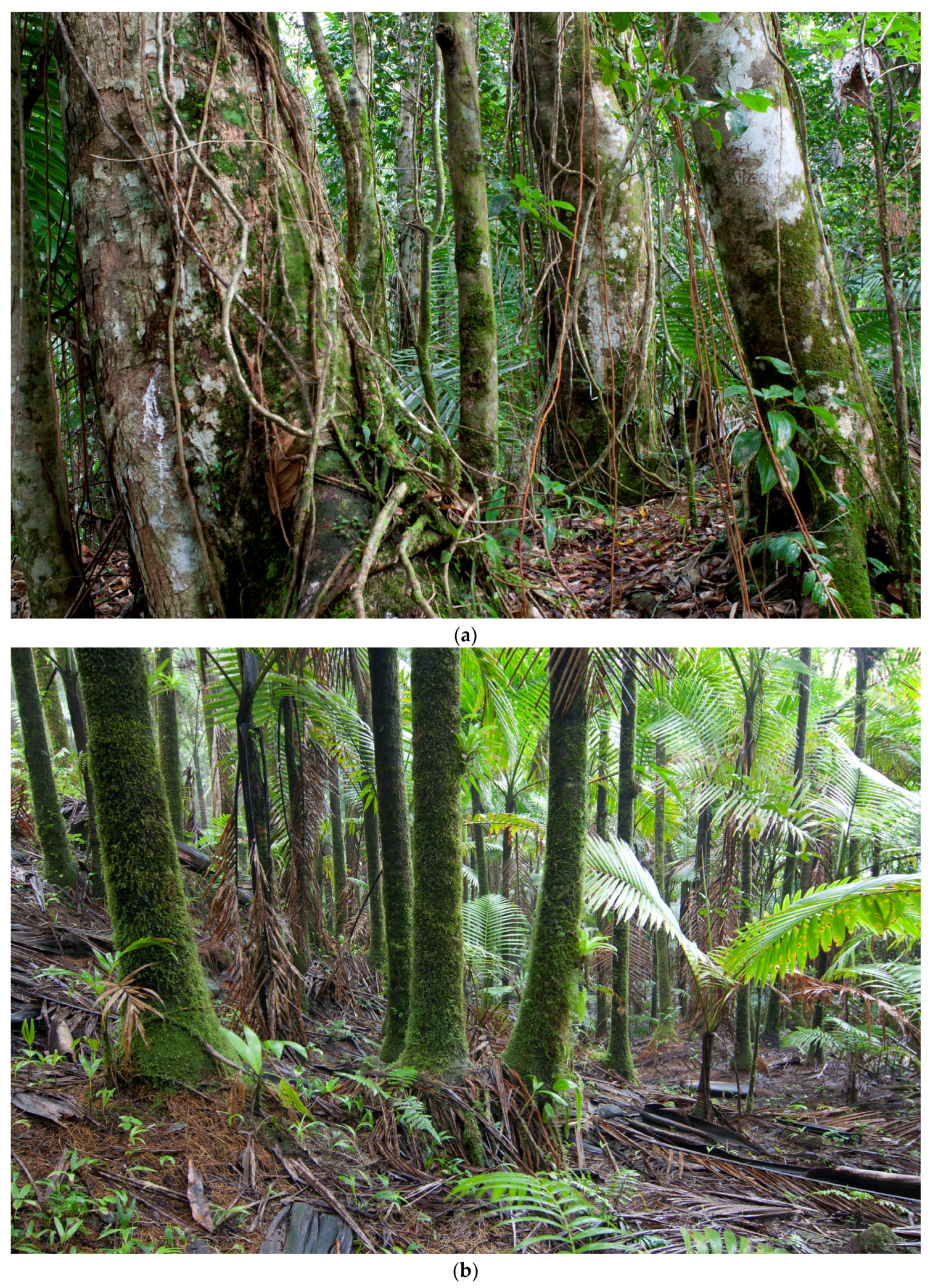 Forests 08 00204 g002
