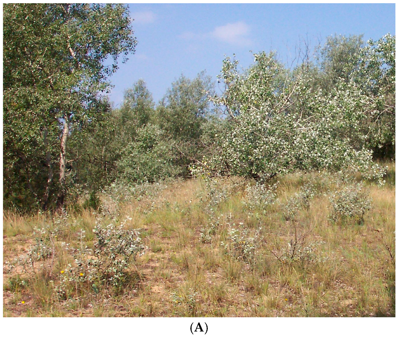 Forests 08 00241 g009a 550