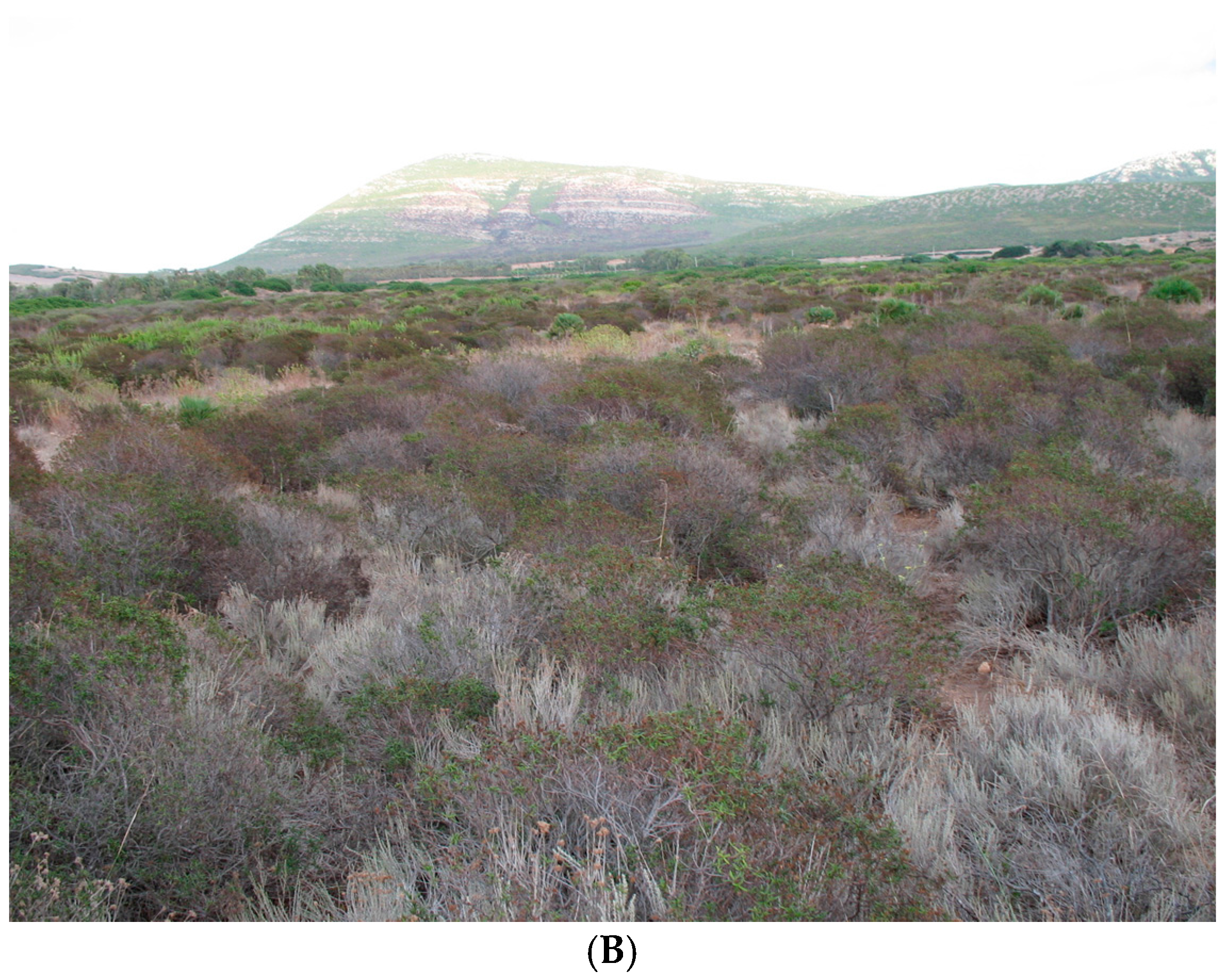 Forests 08 00241 g009b 550