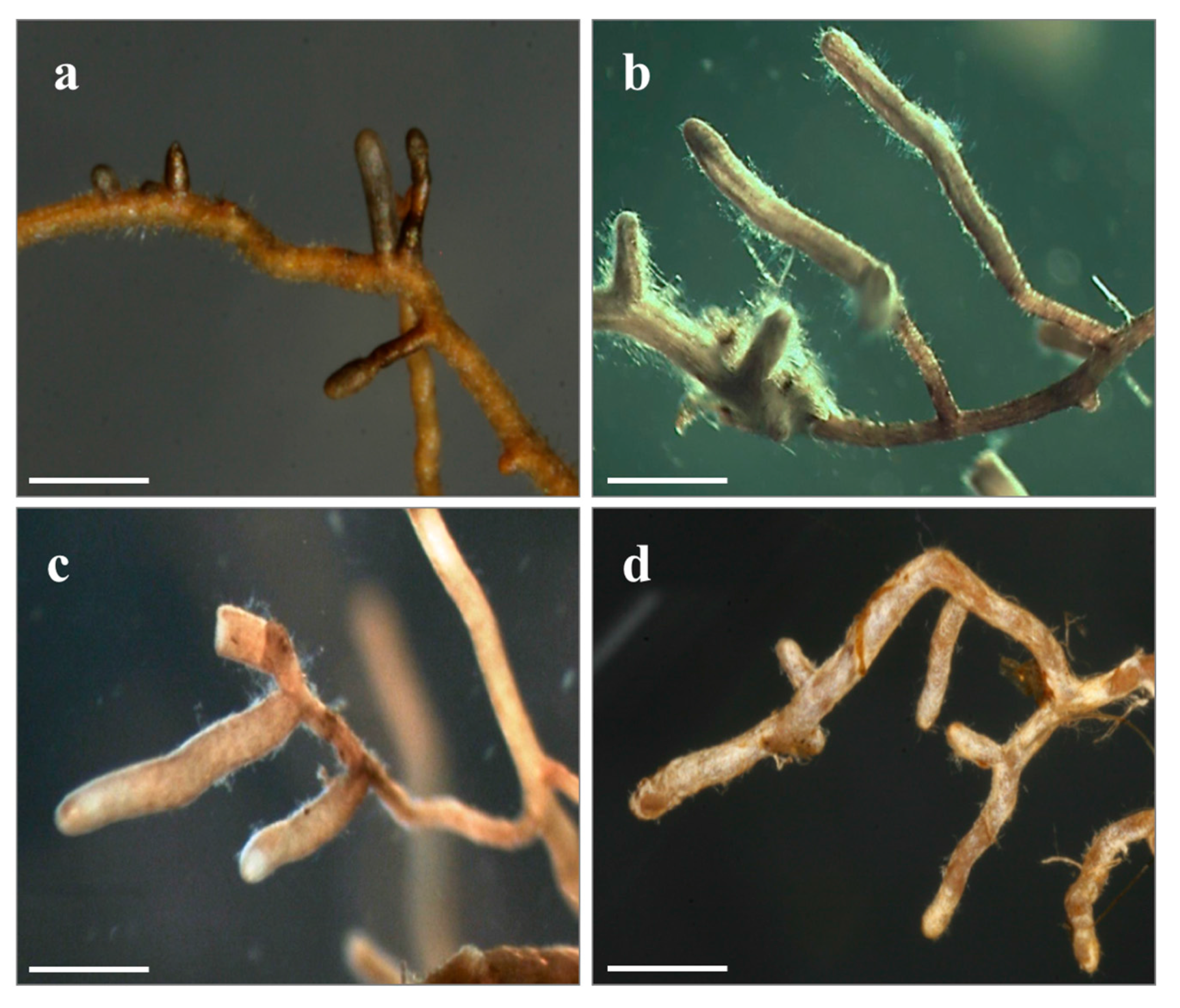 Forests 08 00310 g004 Forests 08 00310 g004