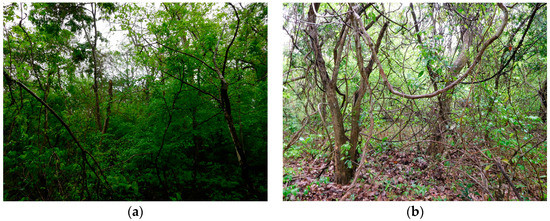 Forests 08 00311 g002 550