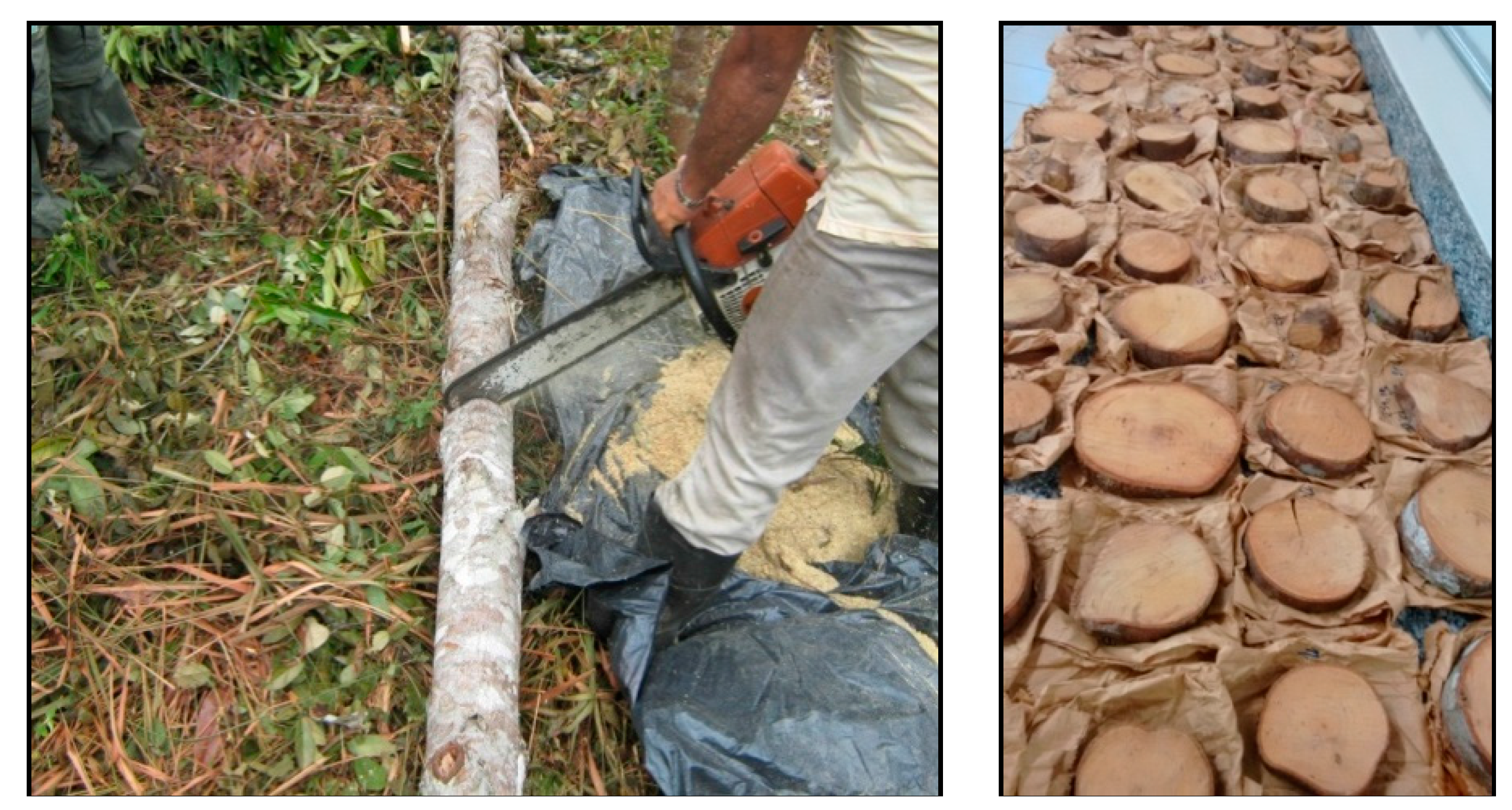 Forests 08 00327 g013