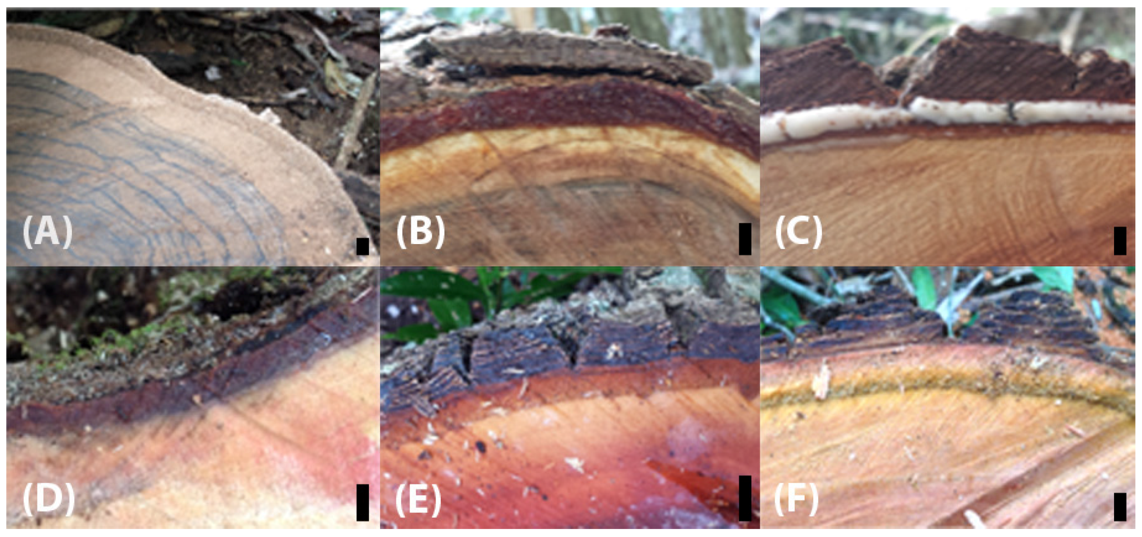 Forests 08 00338 g002