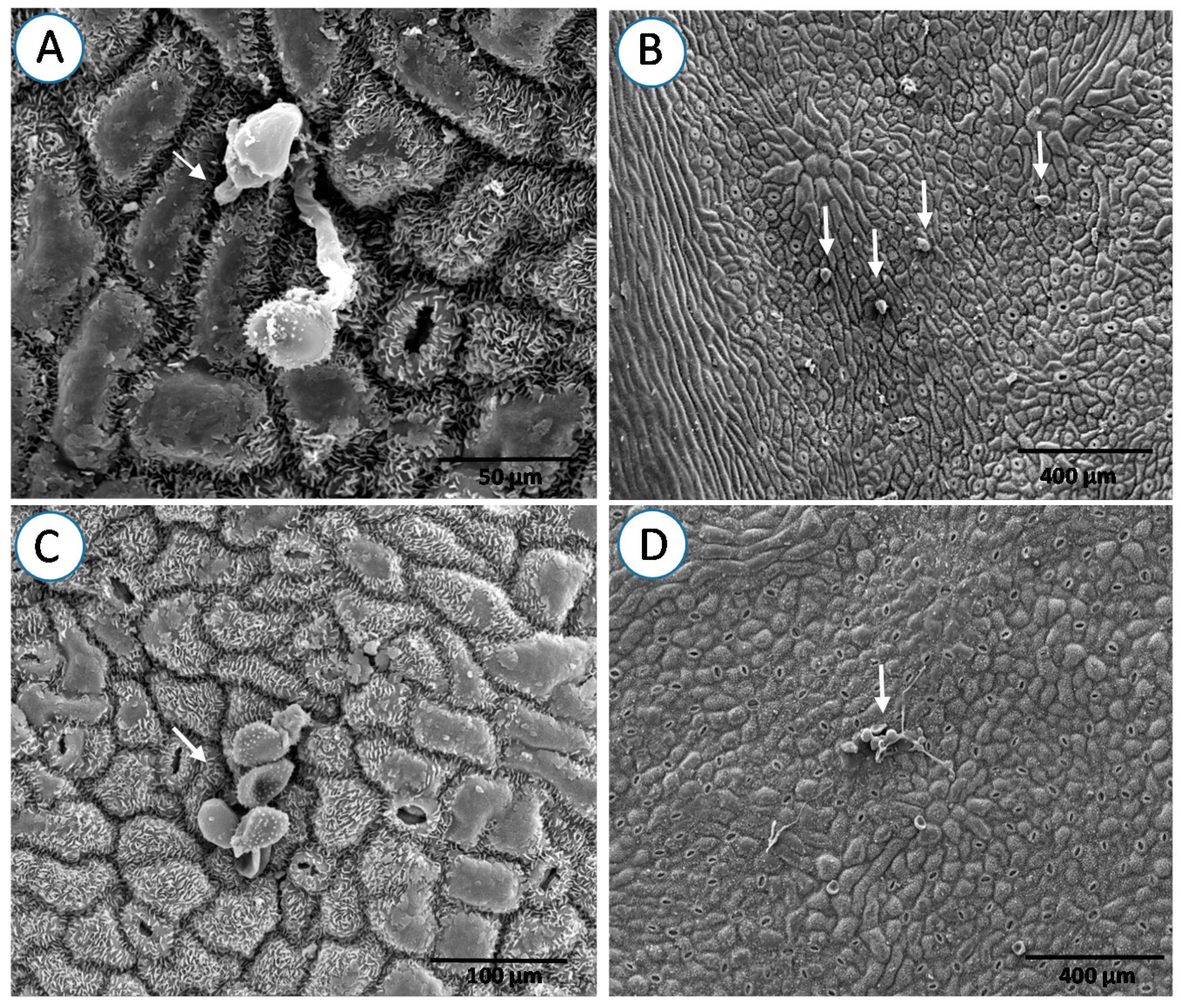 Forests 08 00362 g003 550