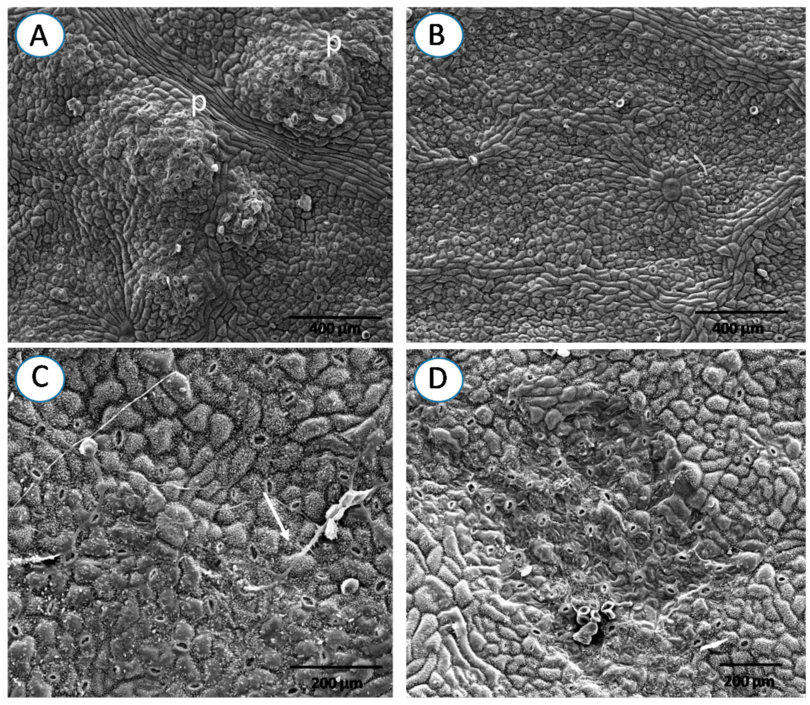 Forests 08 00362 g006 550