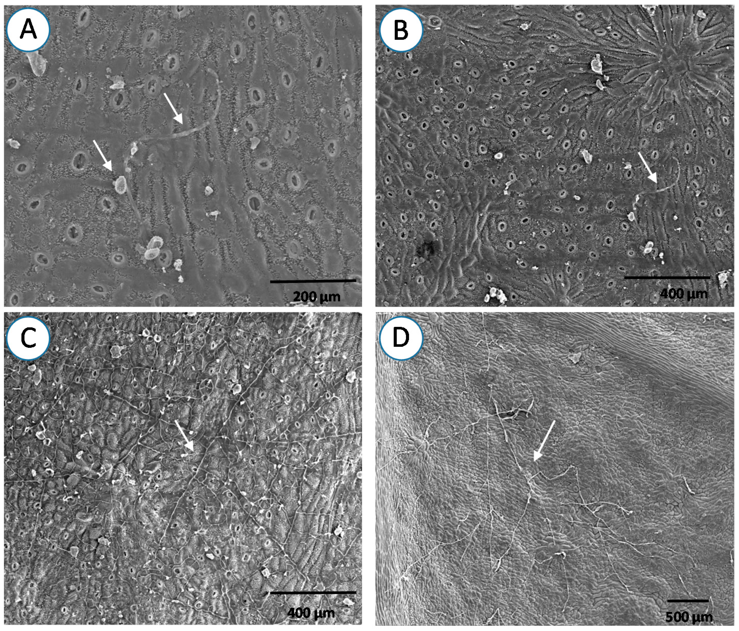 Forests 08 00362 g007 550