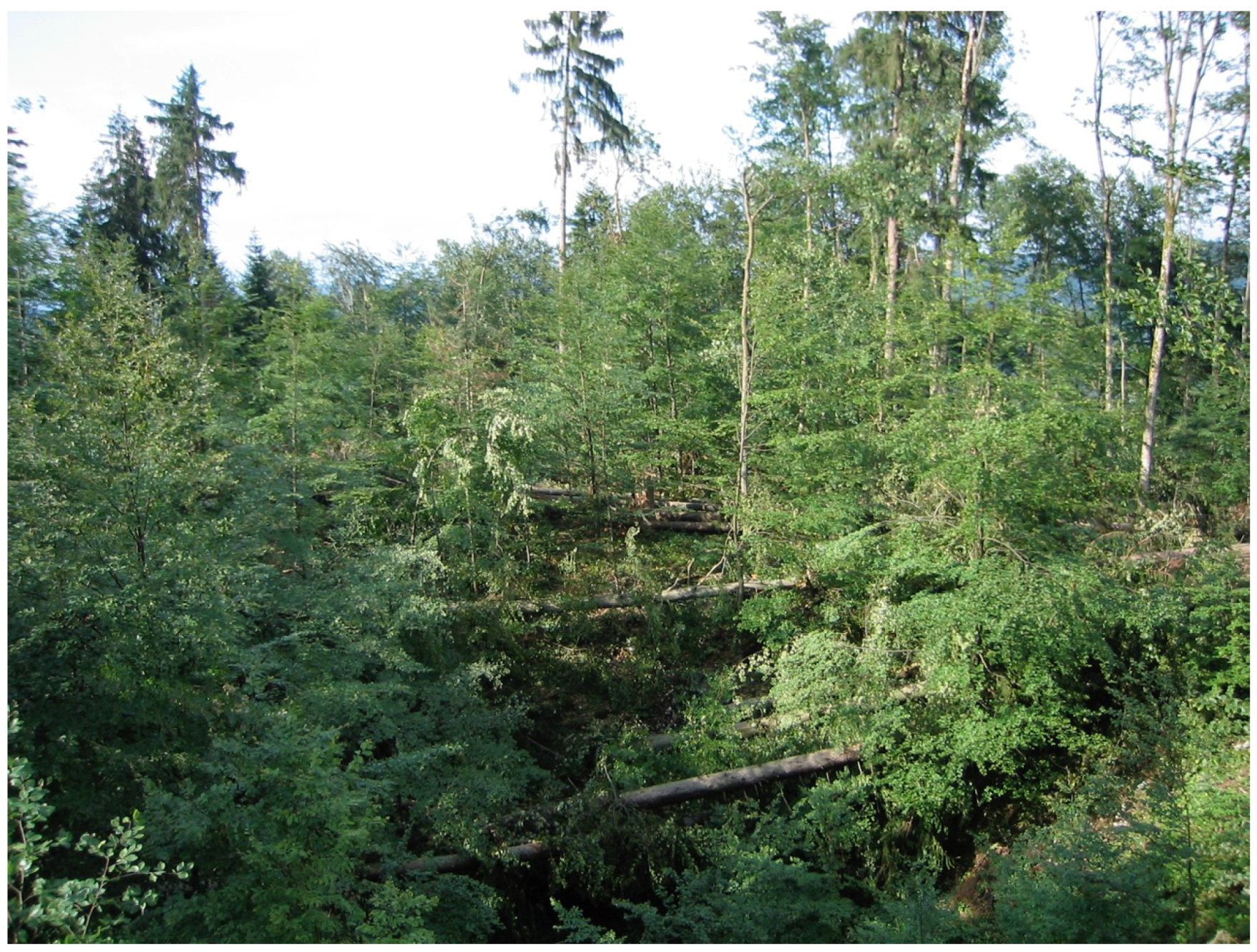 Norway spruce forms forests of the northern hemisphere 73 Norway spruce forms forests of the northern hemisphere 80