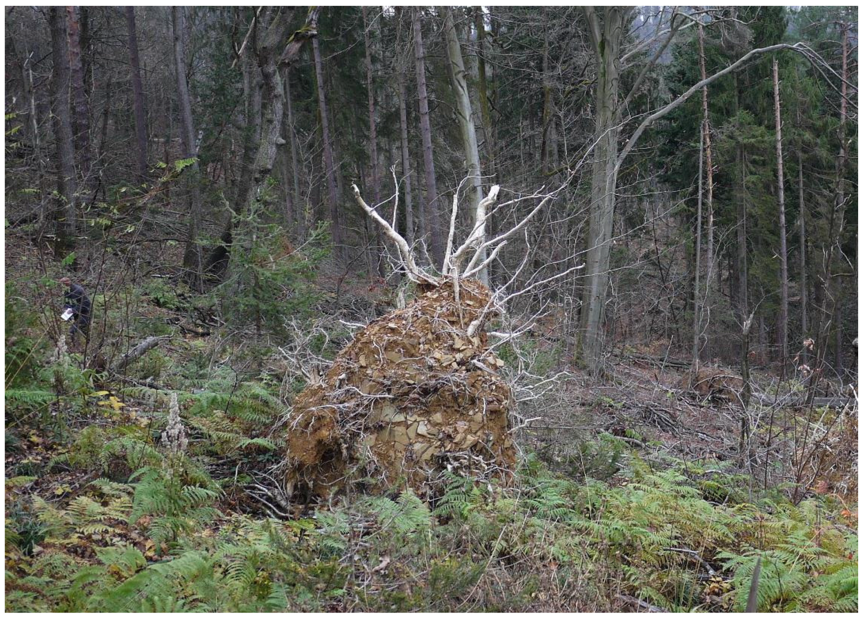 Forests 08 00378 g003