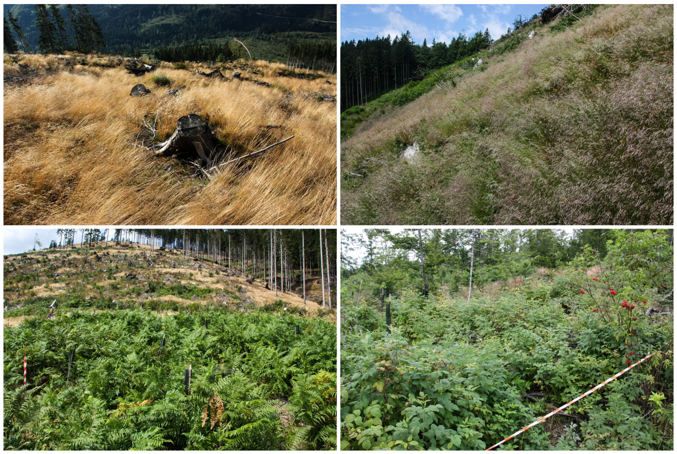 Forests 08 00378 g004