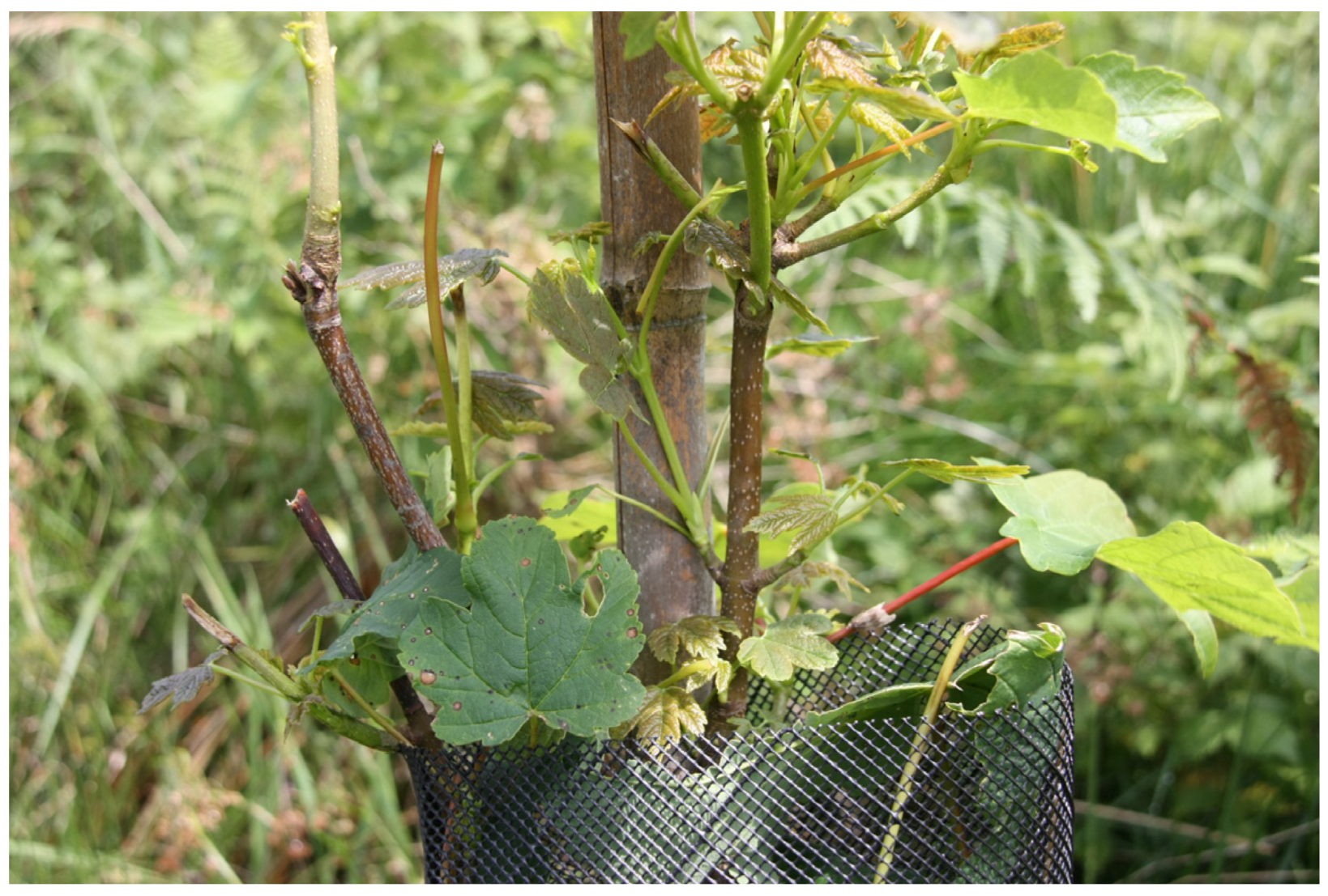 Forests 08 00378 g005