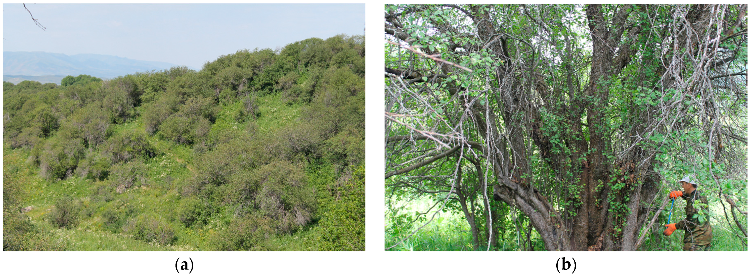 Forests 08 00406 g001