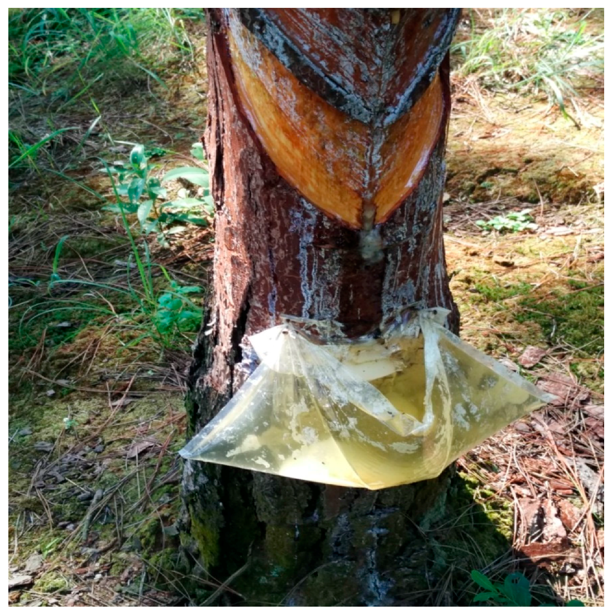 Forests 08 00409 g002 550