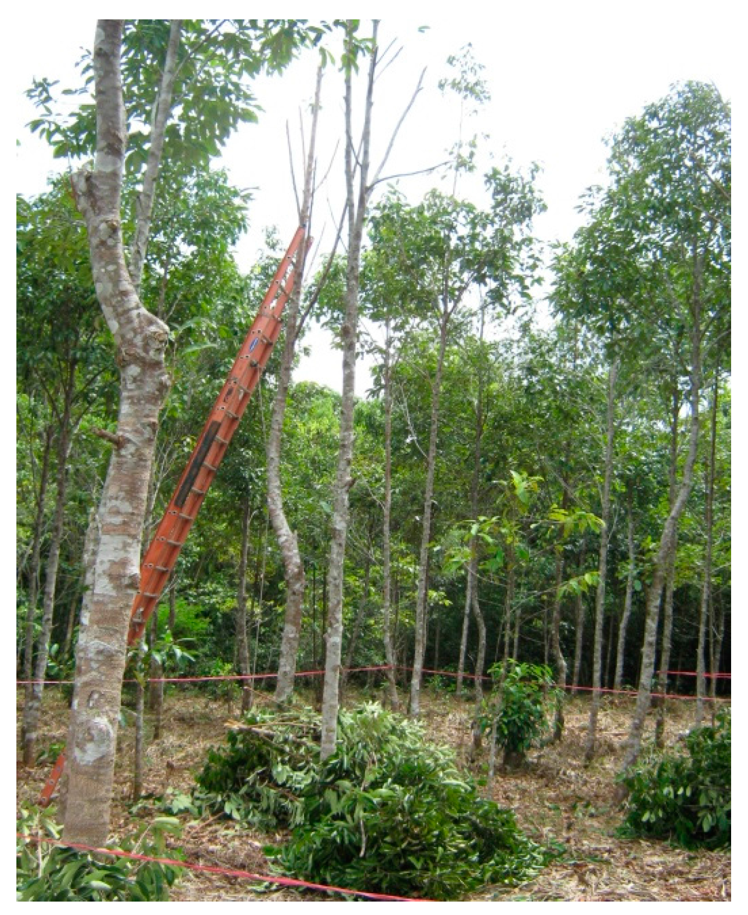 Forests 08 00438 g0a13