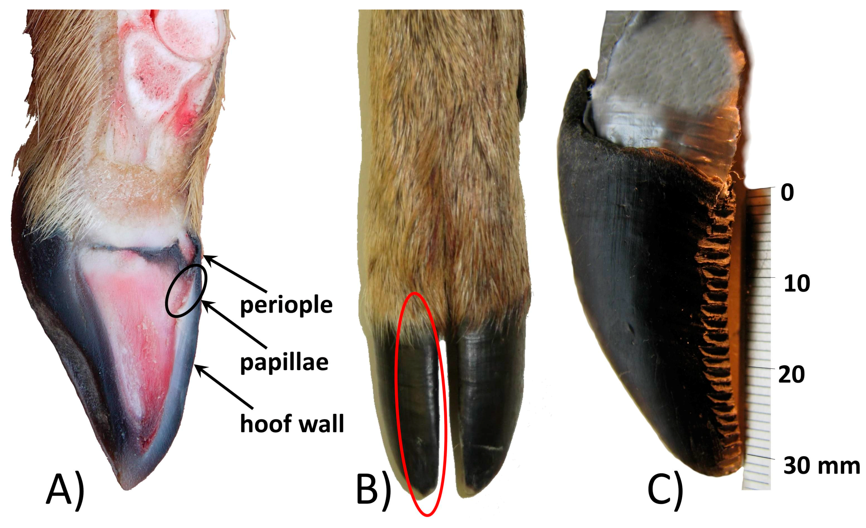 Deer hooves shop