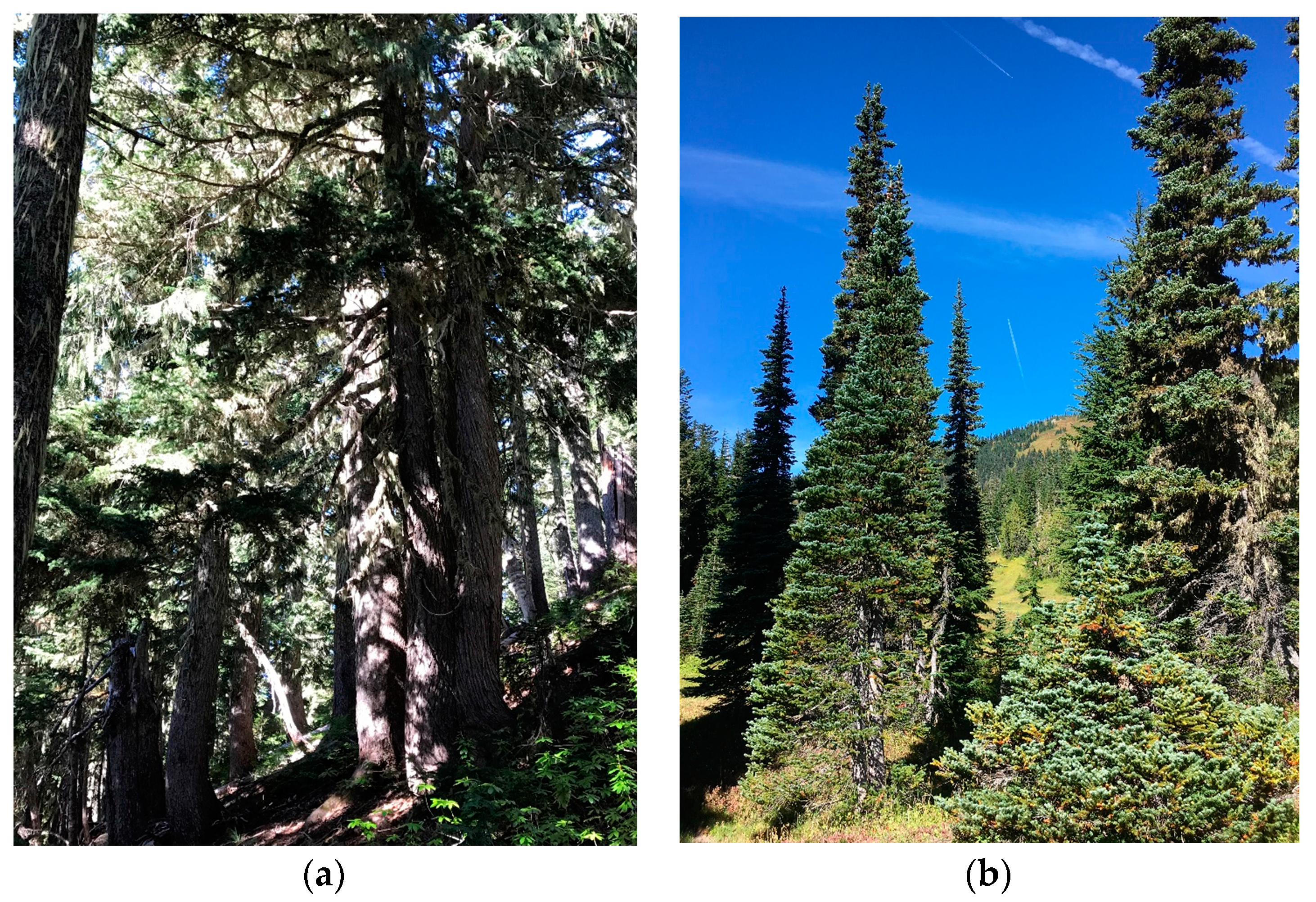 Forests 09 00001 g003 550
