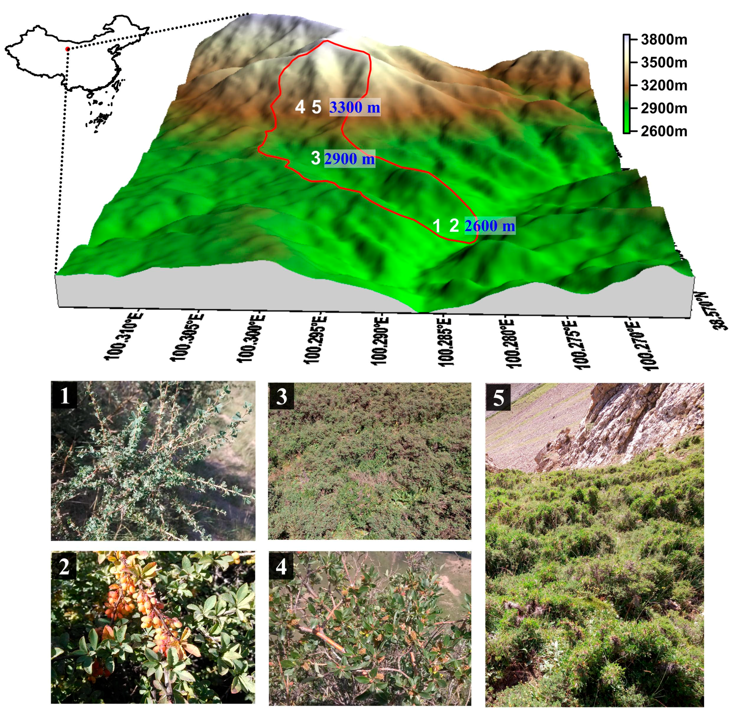 Forests 09 00058 g001
