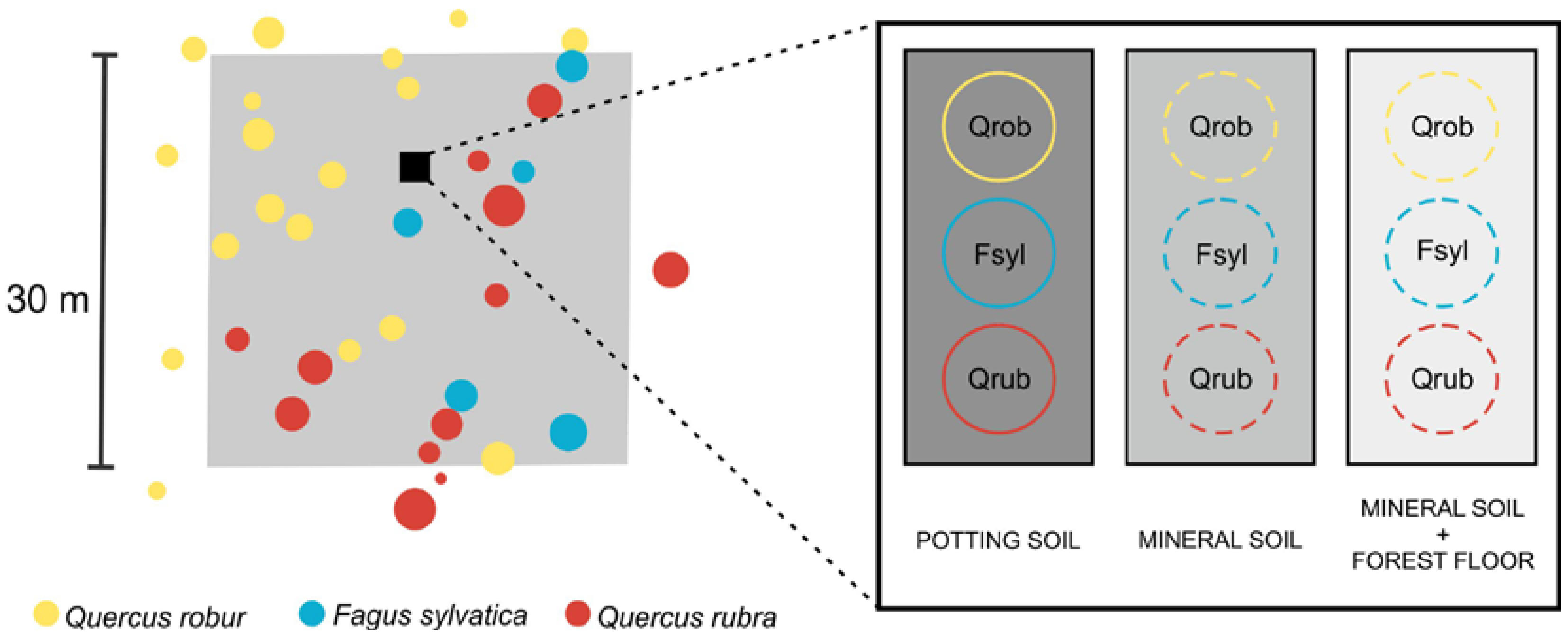 Forests 09 00066 g001