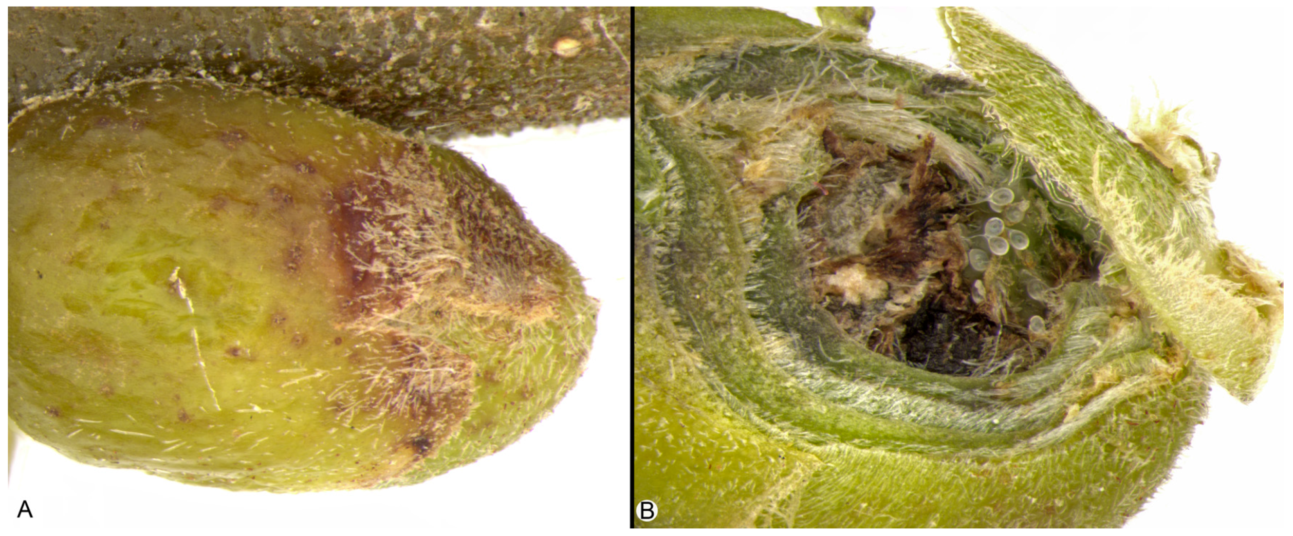 Forests 09 00094 g002