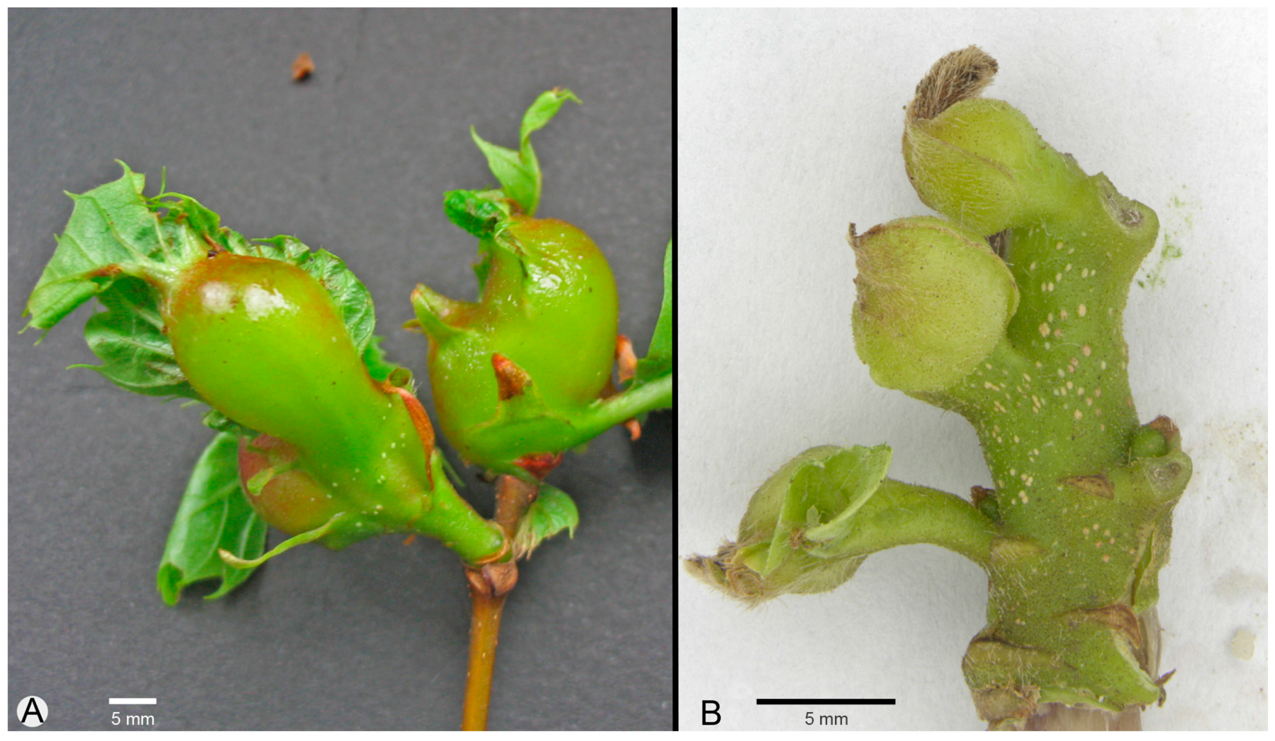 Forests 09 00094 g006