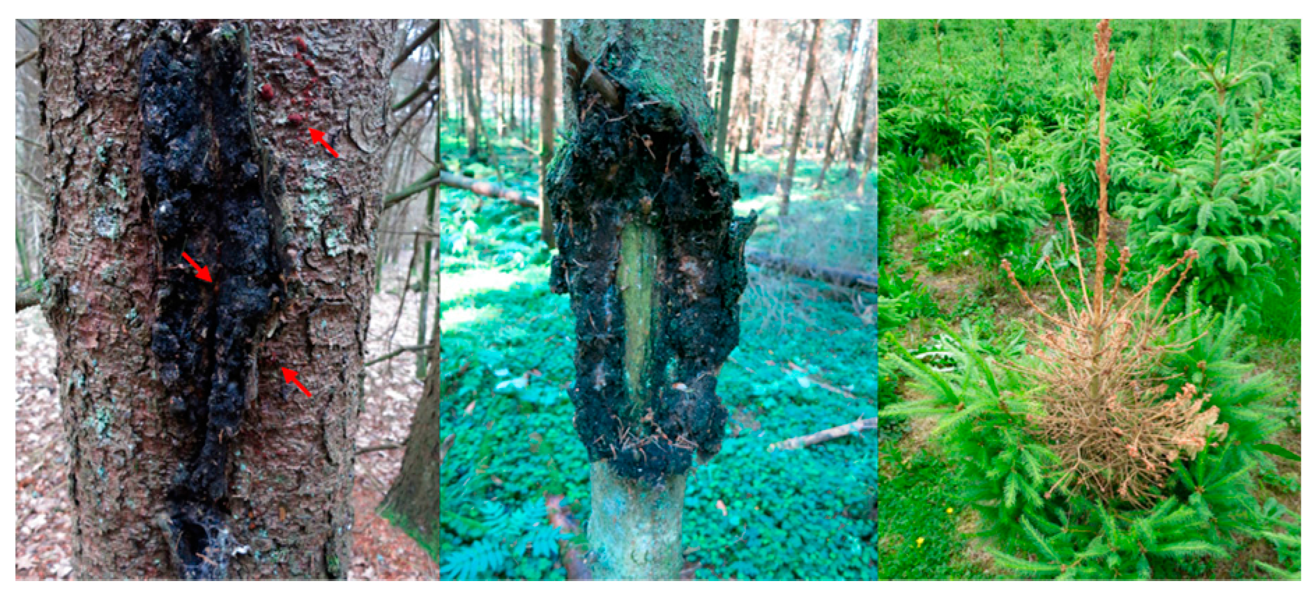 Forests 09 00105 g001 550