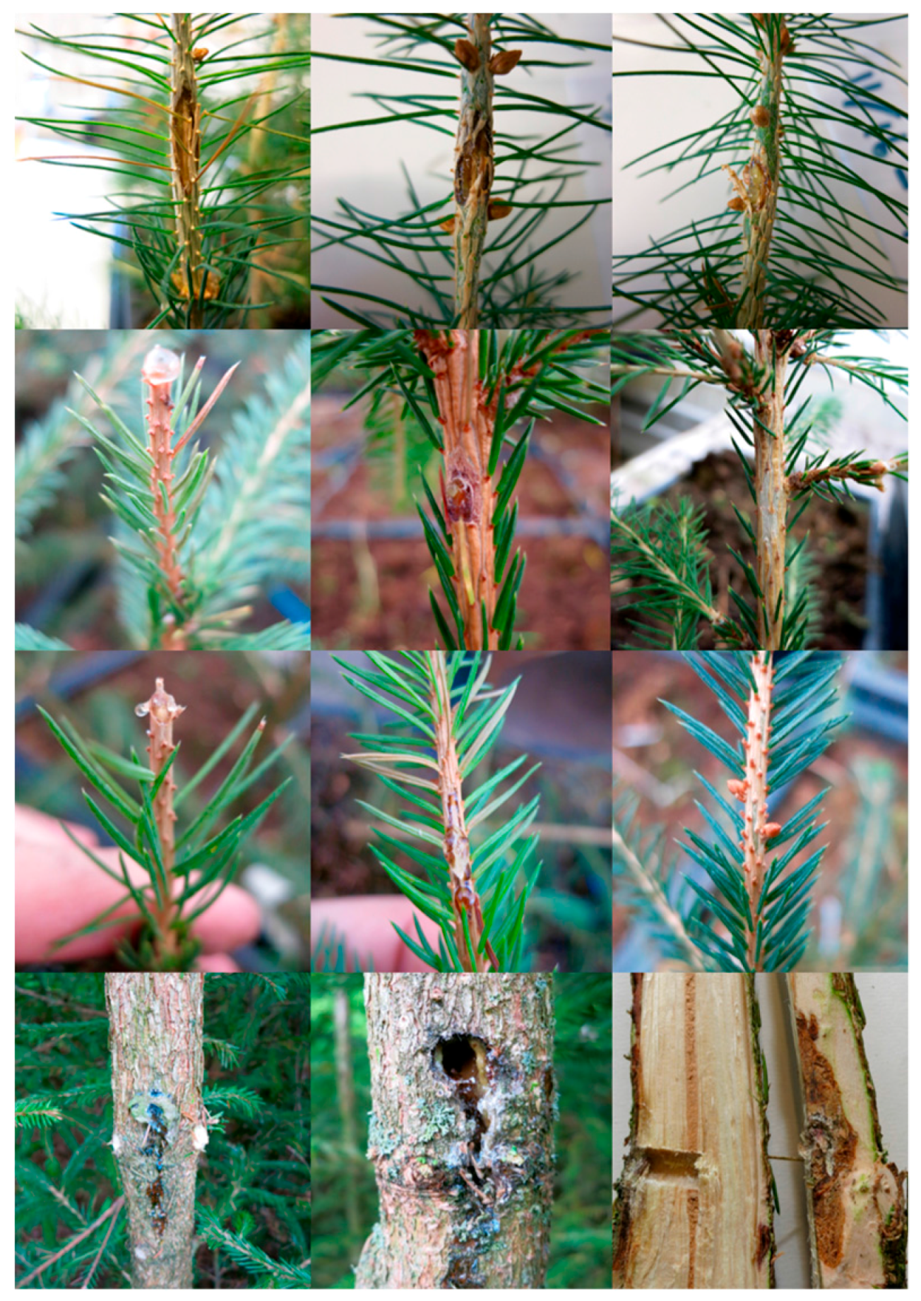 Forests 09 00105 g002 550