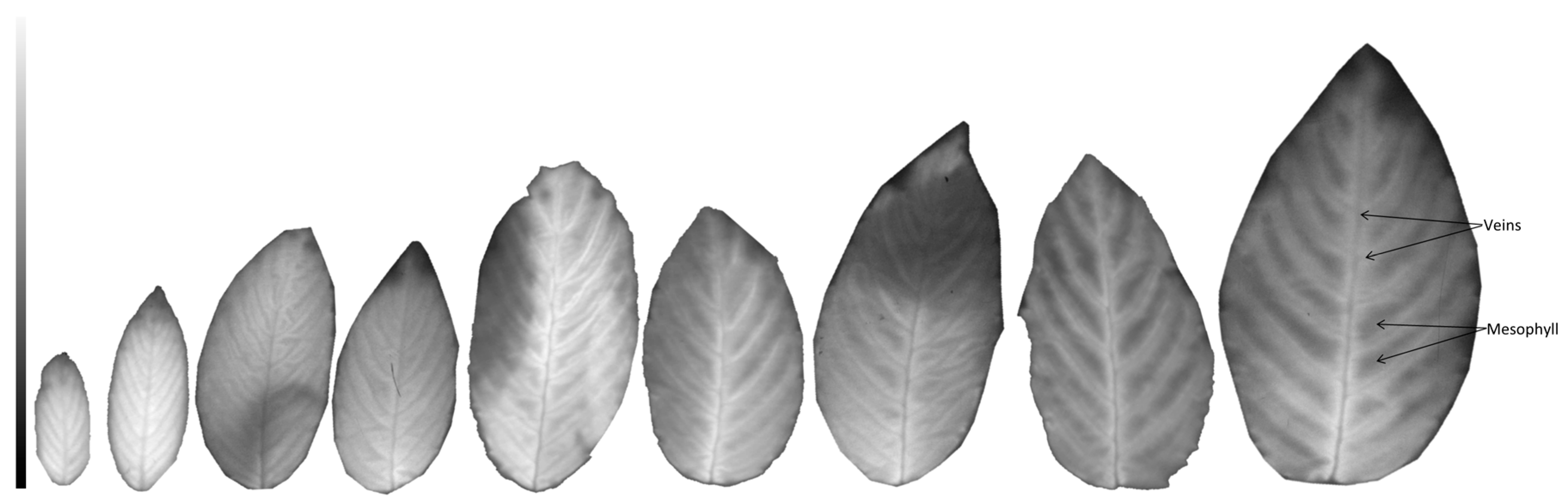 Forests 09 00109 g004