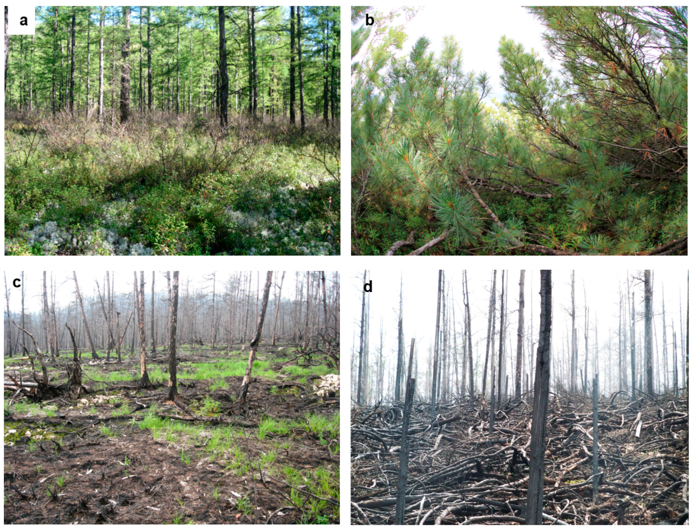 Forests 09 00130 g008 Forests 09 00130 g008