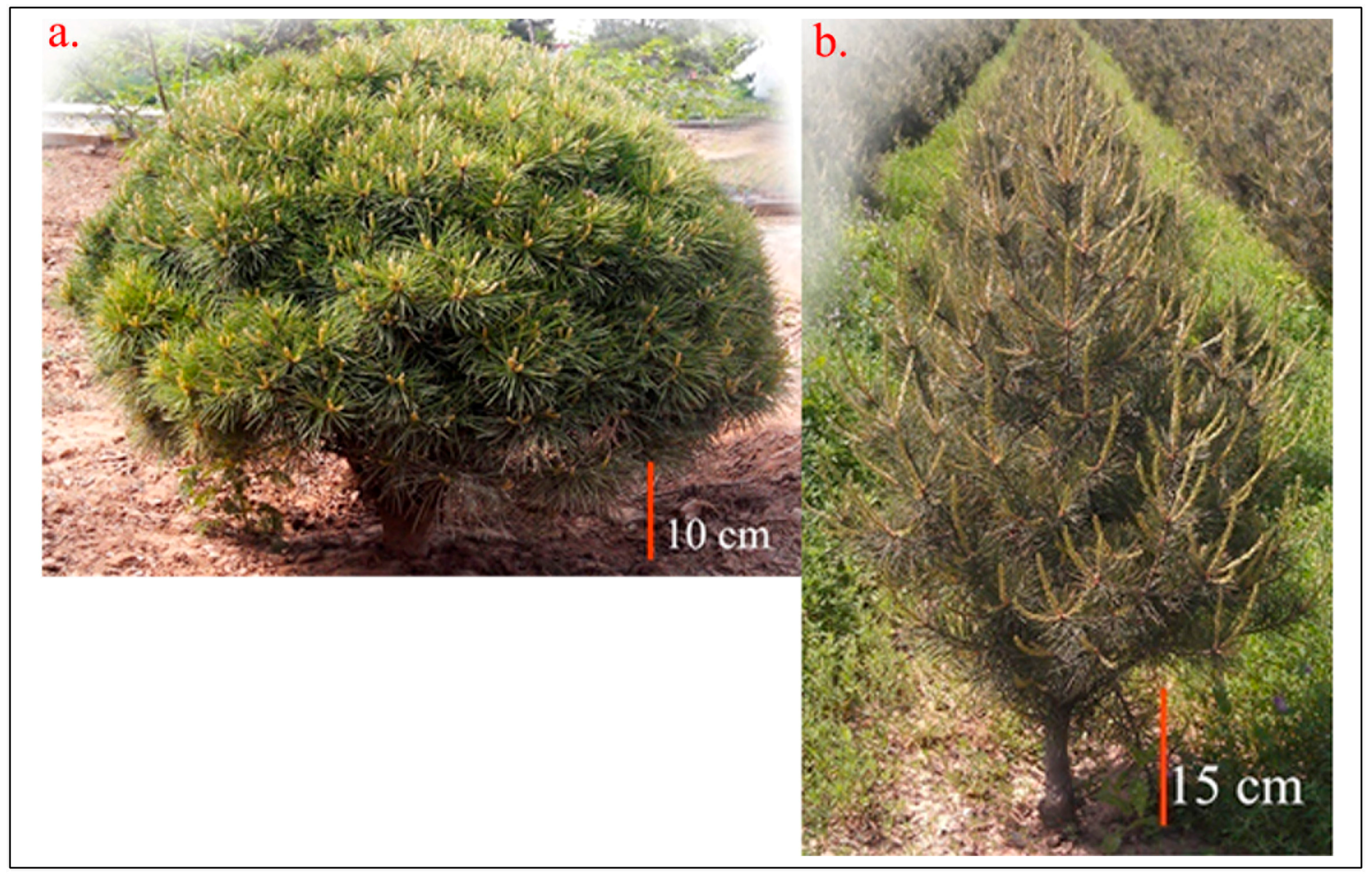 Forests 09 00156 g001