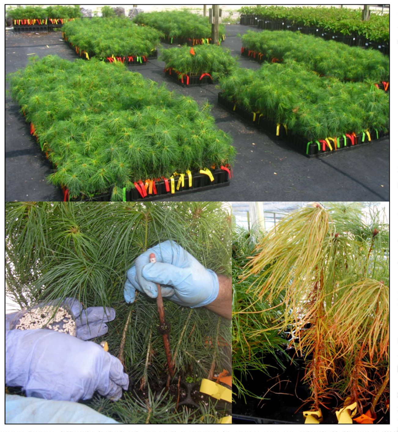 Forests 09 00161 g001 550