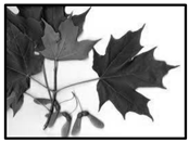 Forests 09 00171 i016