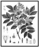 Forests 09 00171 i031