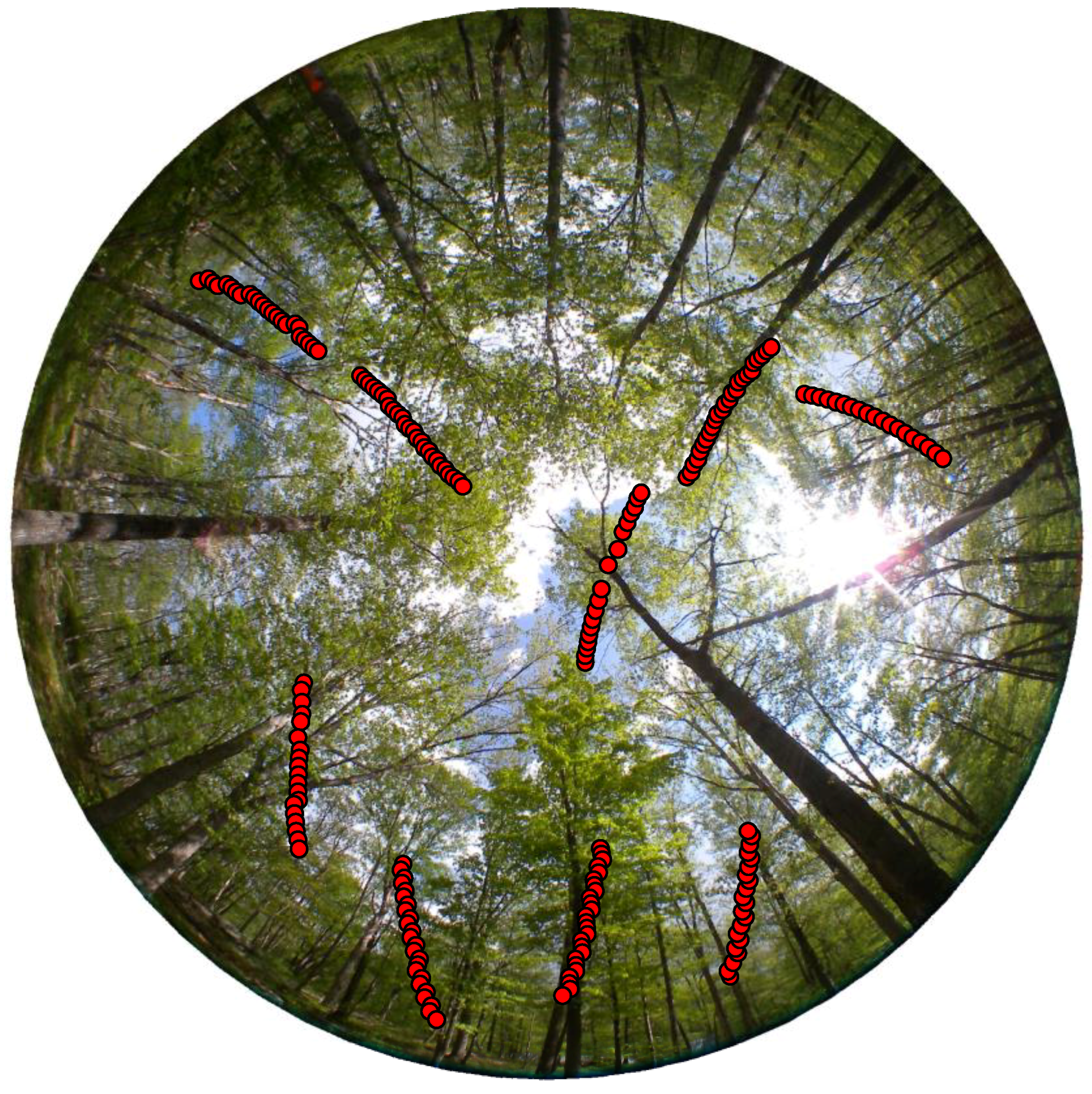 Forests 09 00226 g002 550