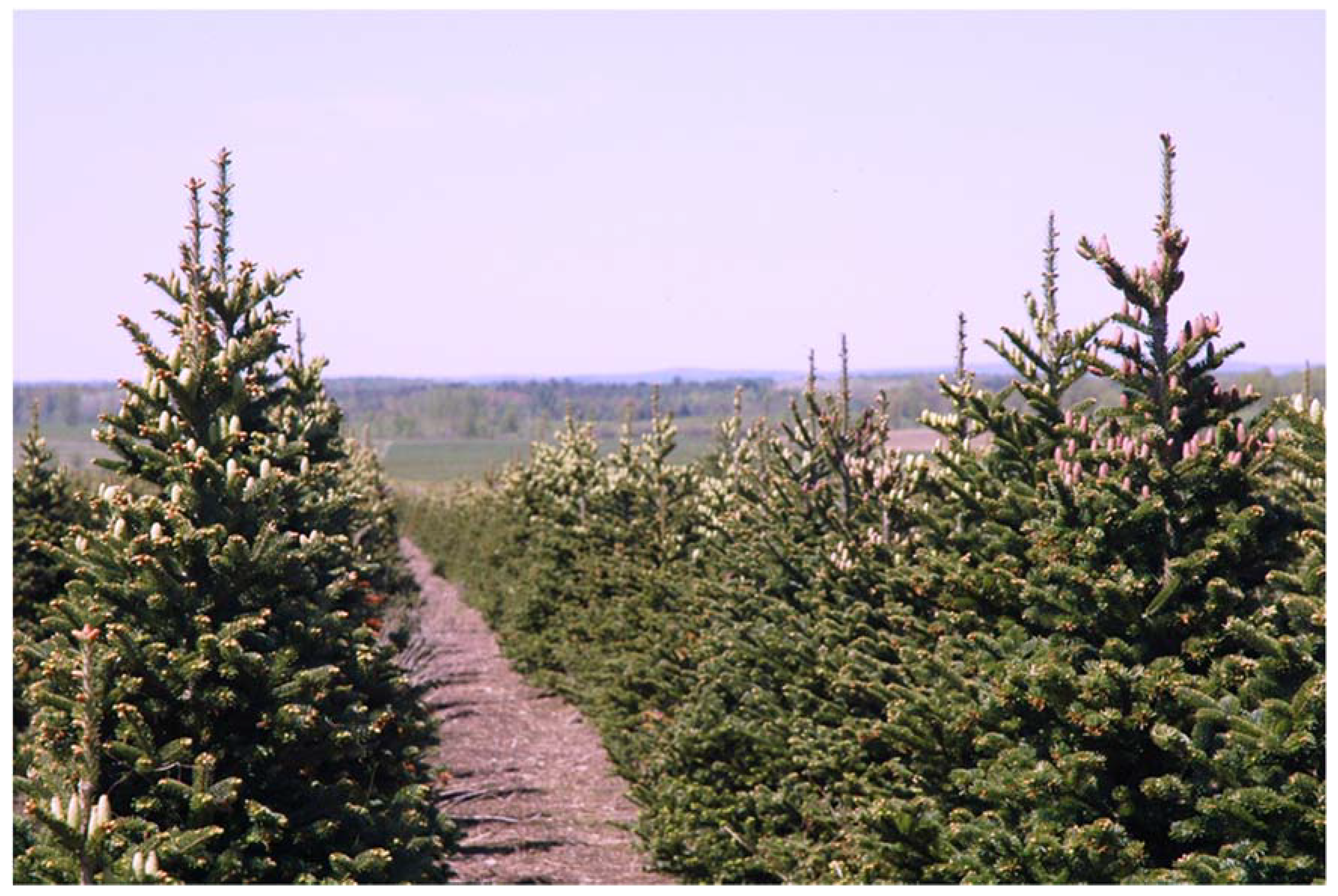 Forests 09 00233 g001