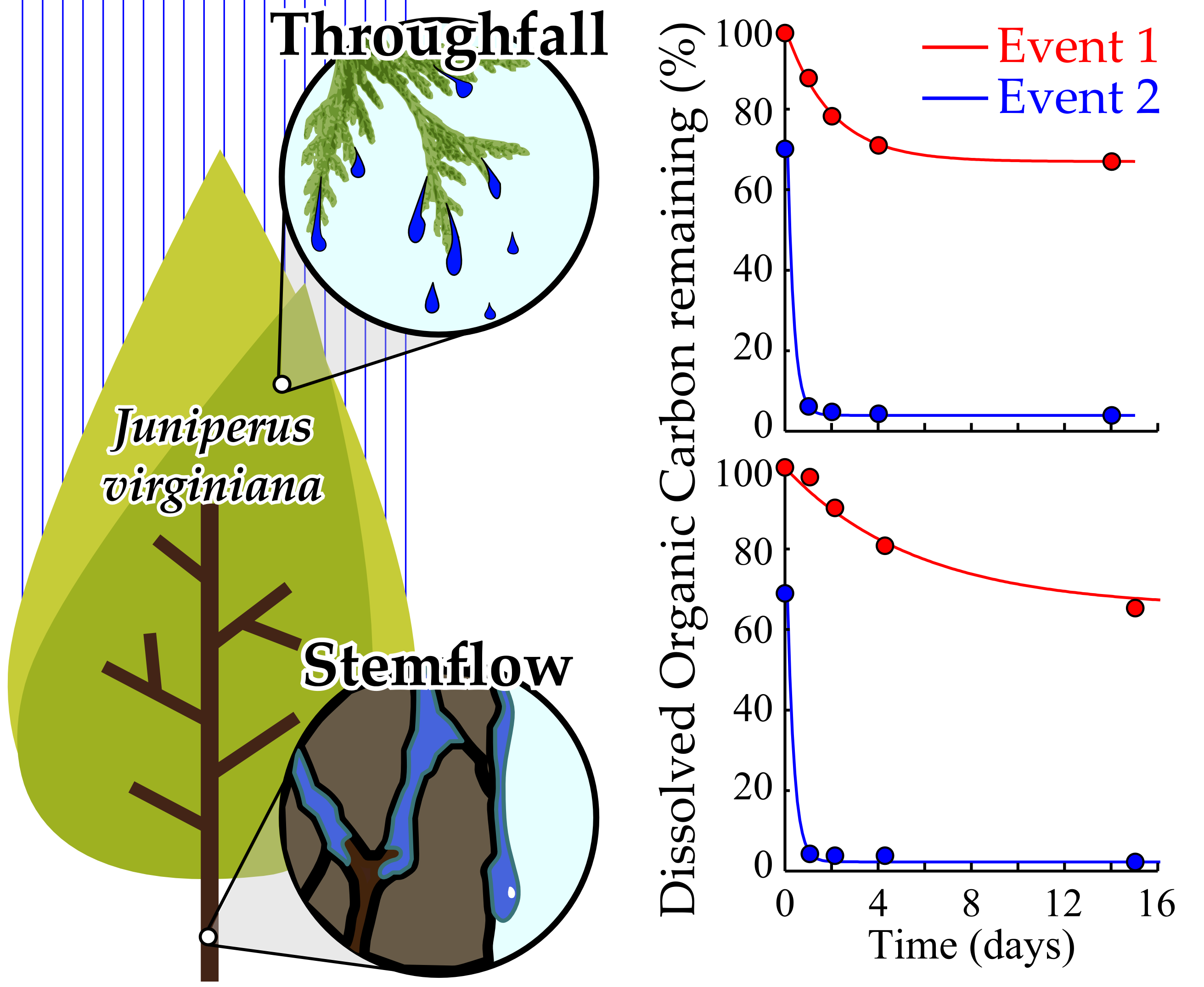 Forests Free FullText Interstorm Variability in the Biolability of TreeDerived Dissolved