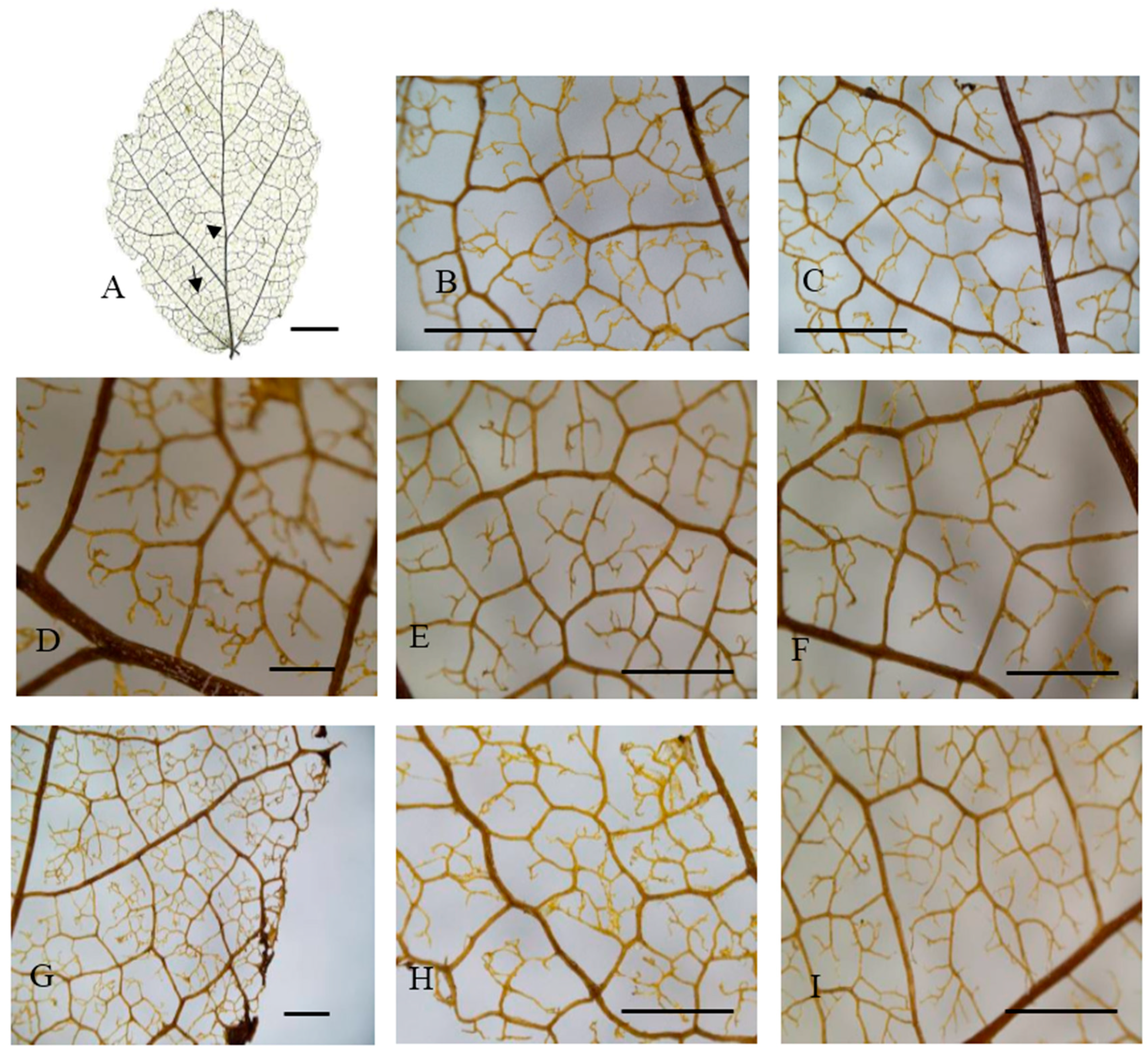 Forests 09 00247 g003 550