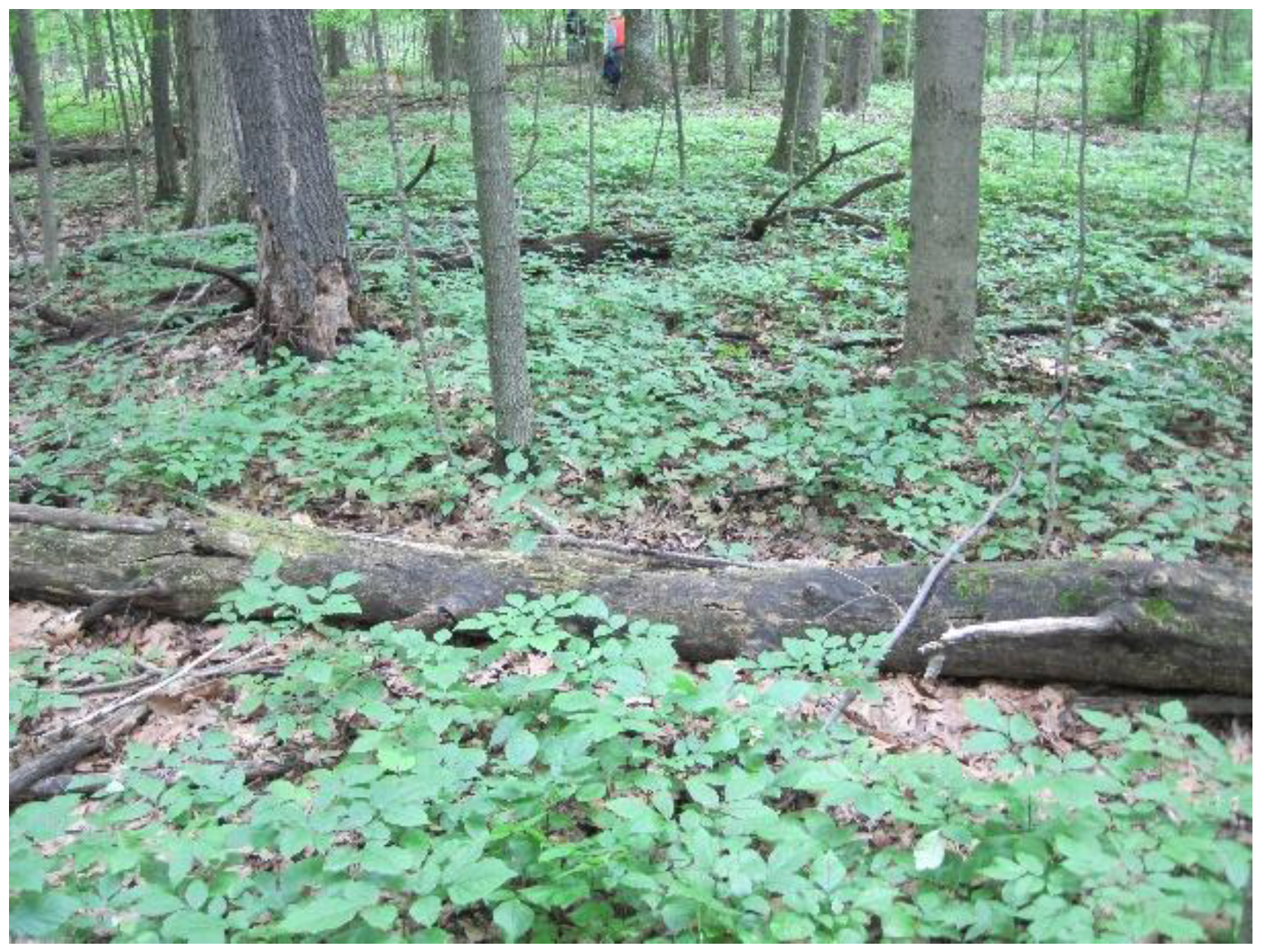 Forests 09 00250 g003