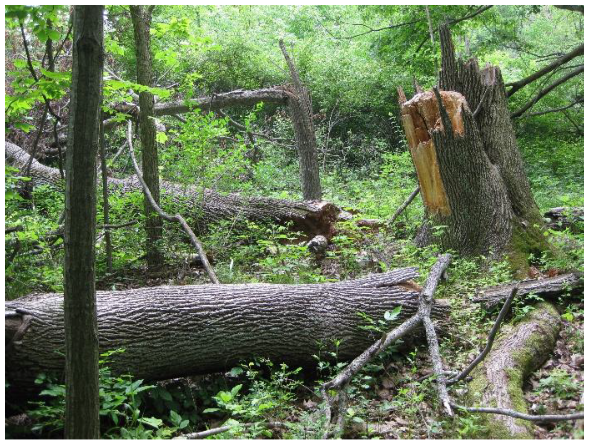 Forests 09 00250 g005