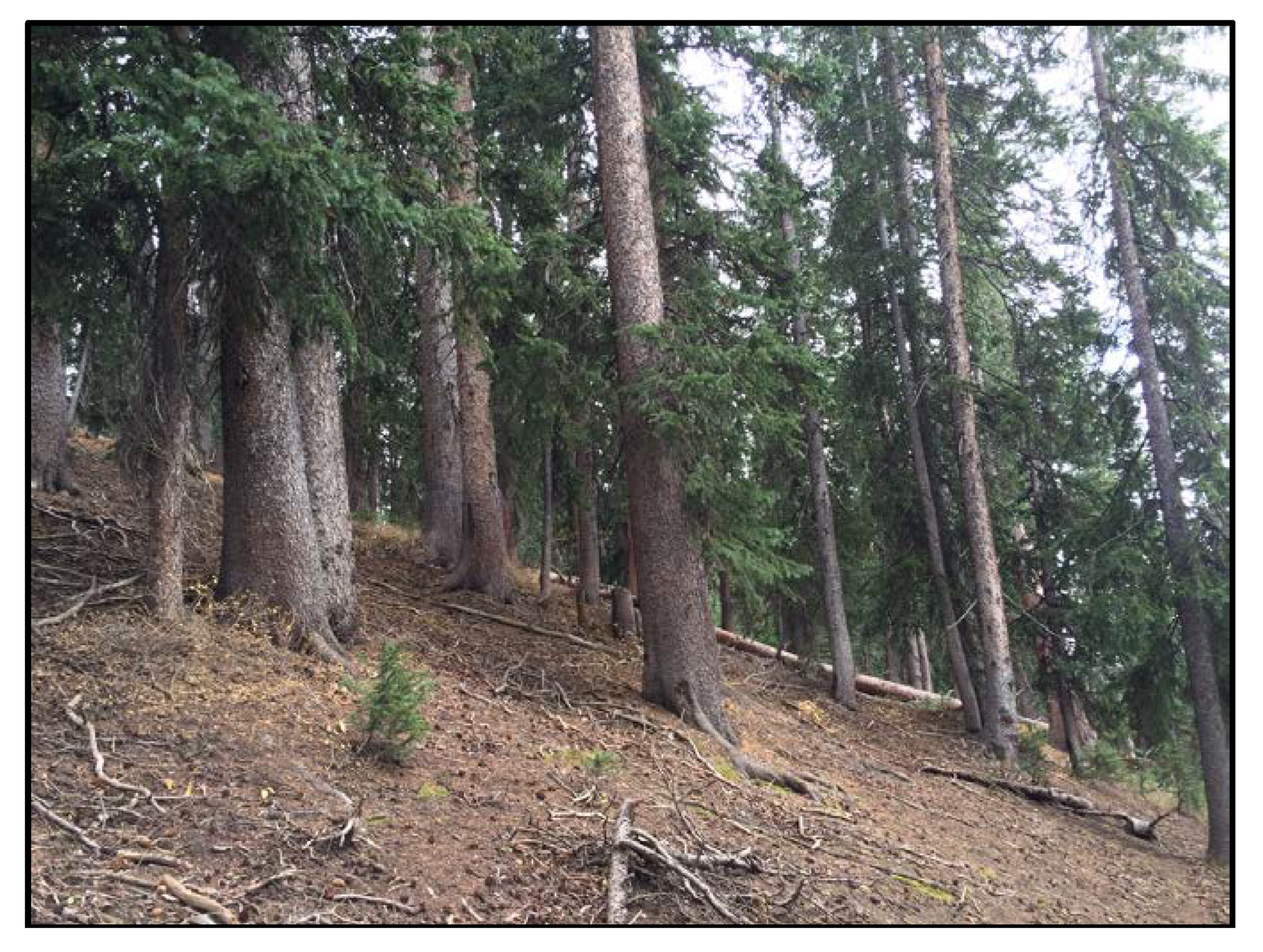 Forests 09 00270 g002 Forests 09 00270 g002