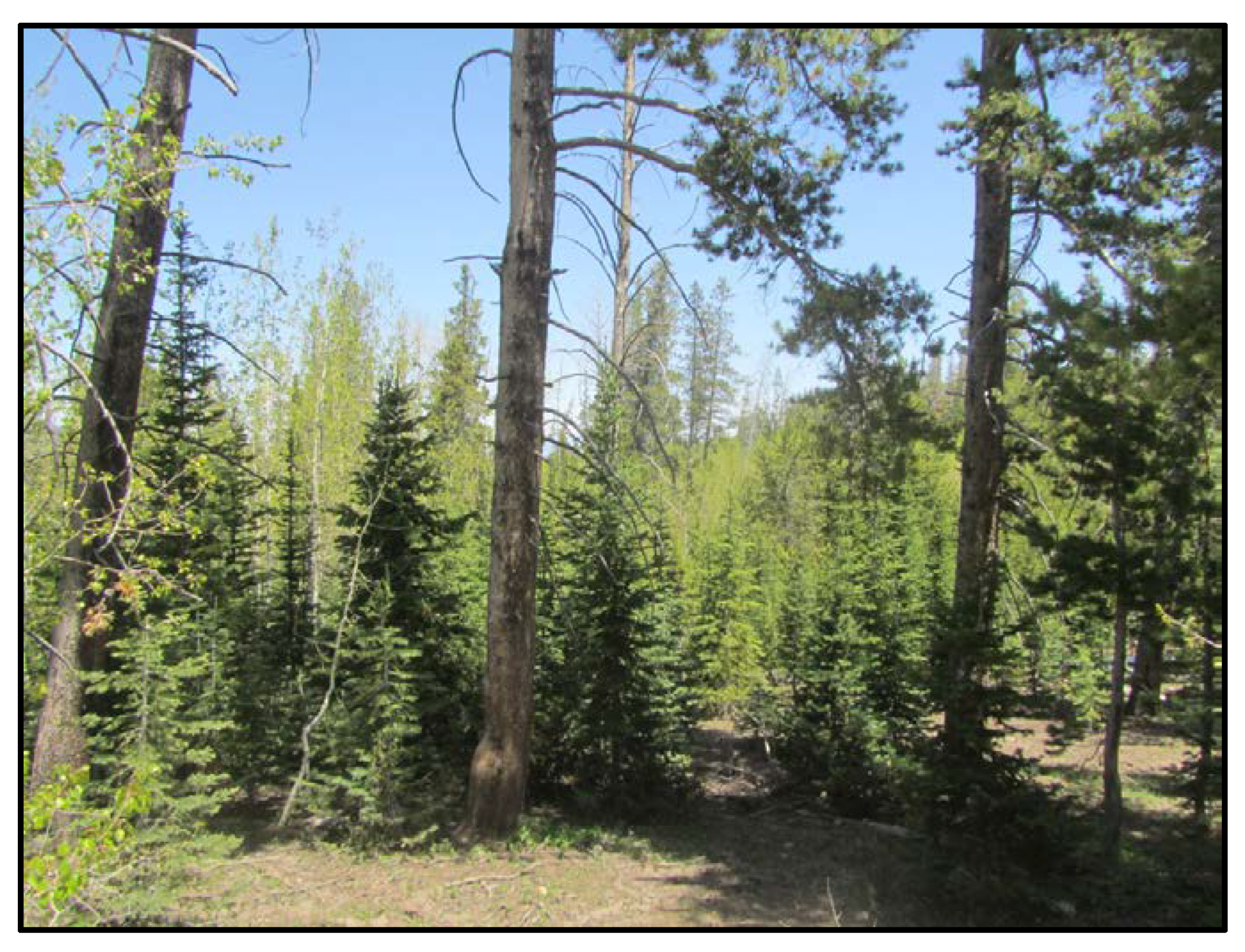 Forests 09 00270 g004 Forests 09 00270 g004