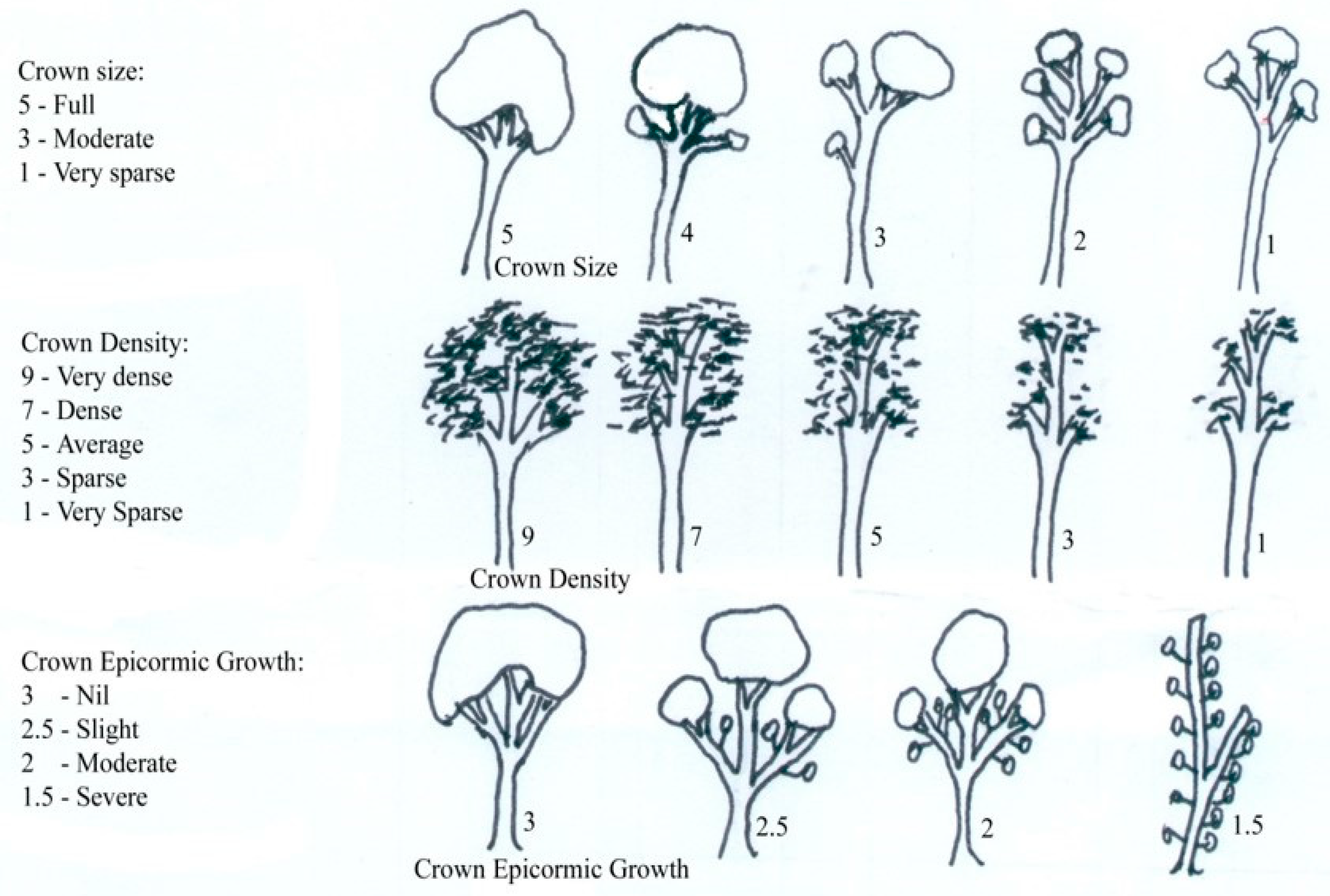 Forests Free FullText Tree Vitality Assessment in Urban Landscapes