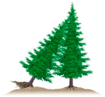 Forests 09 00280 i003