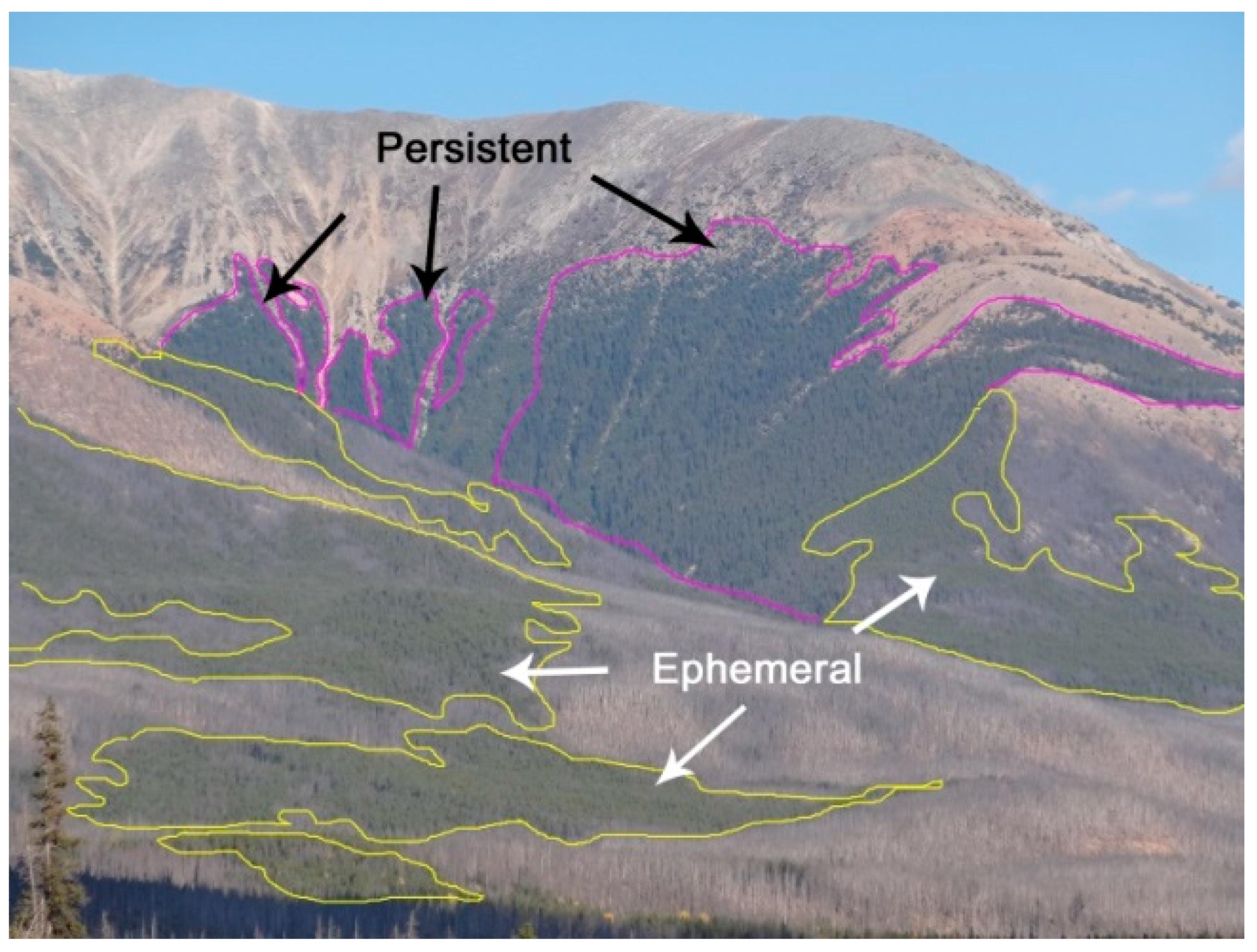 Forests 09 00285 g005 550